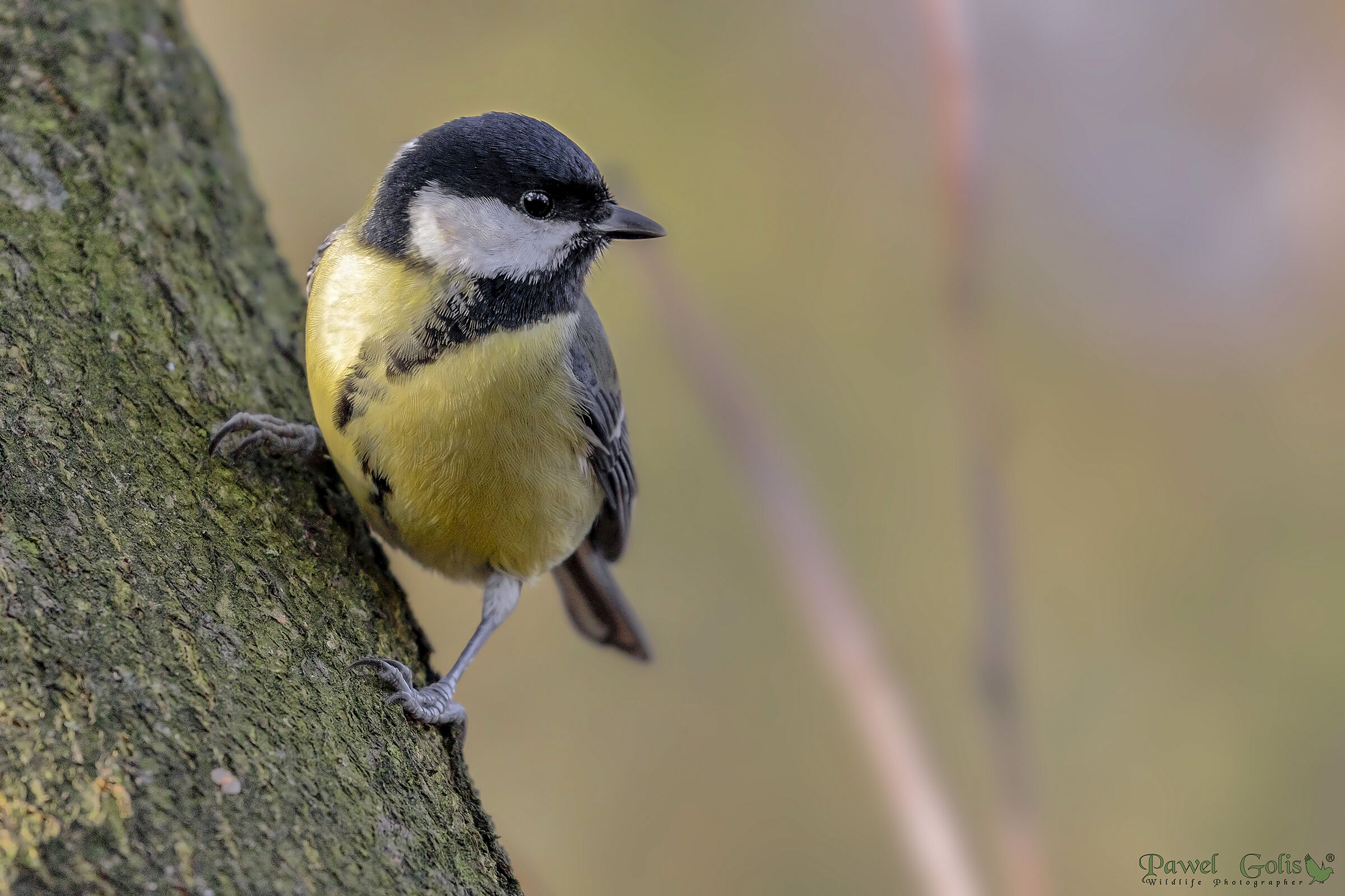 La grande tit (Parus major)