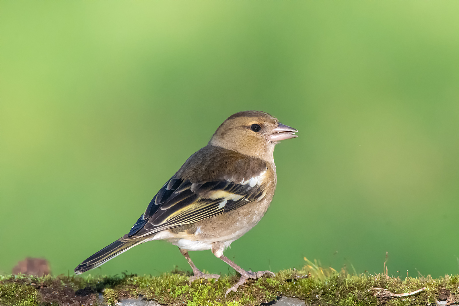 Chaffinch
