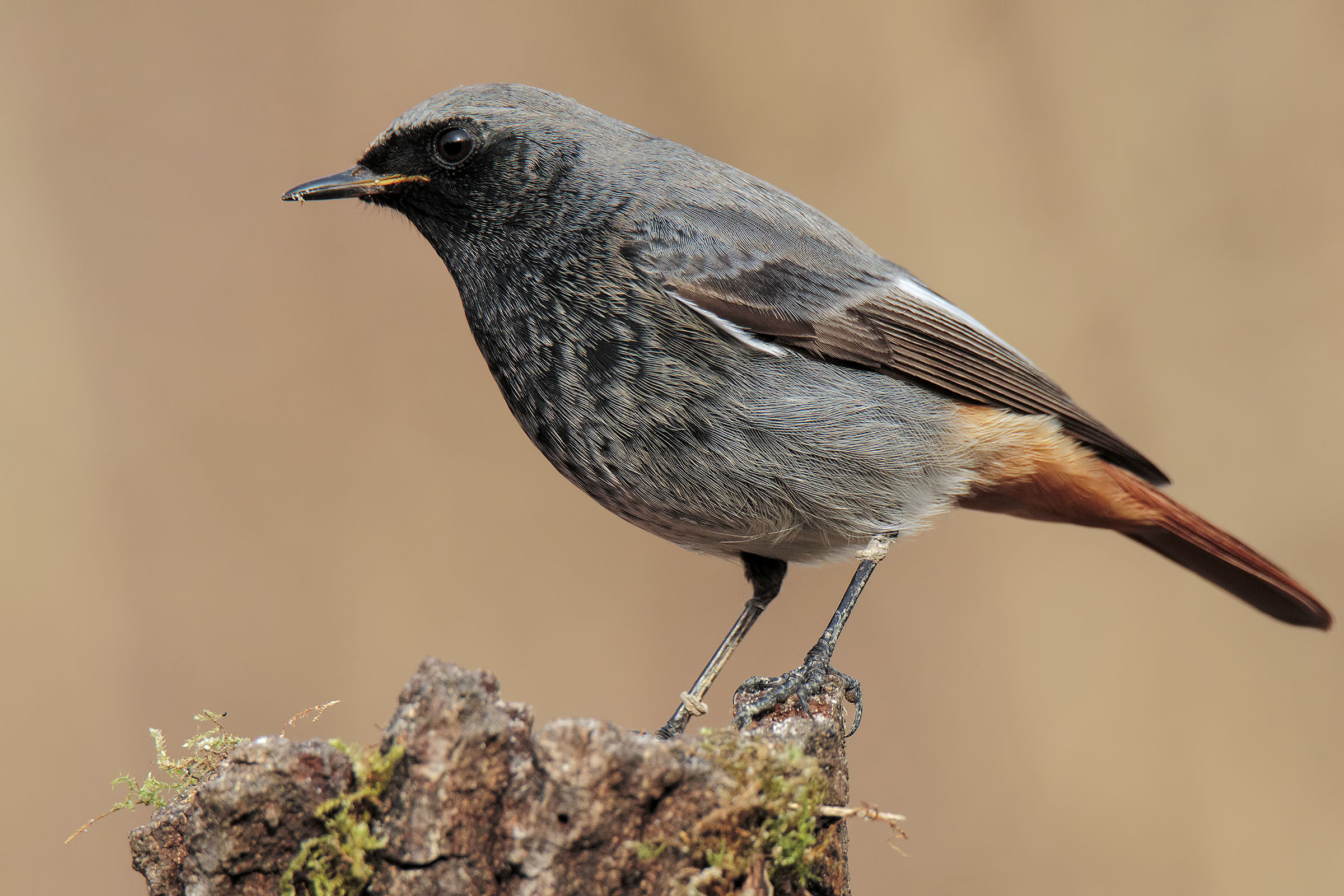 Codirosso spazzacamino