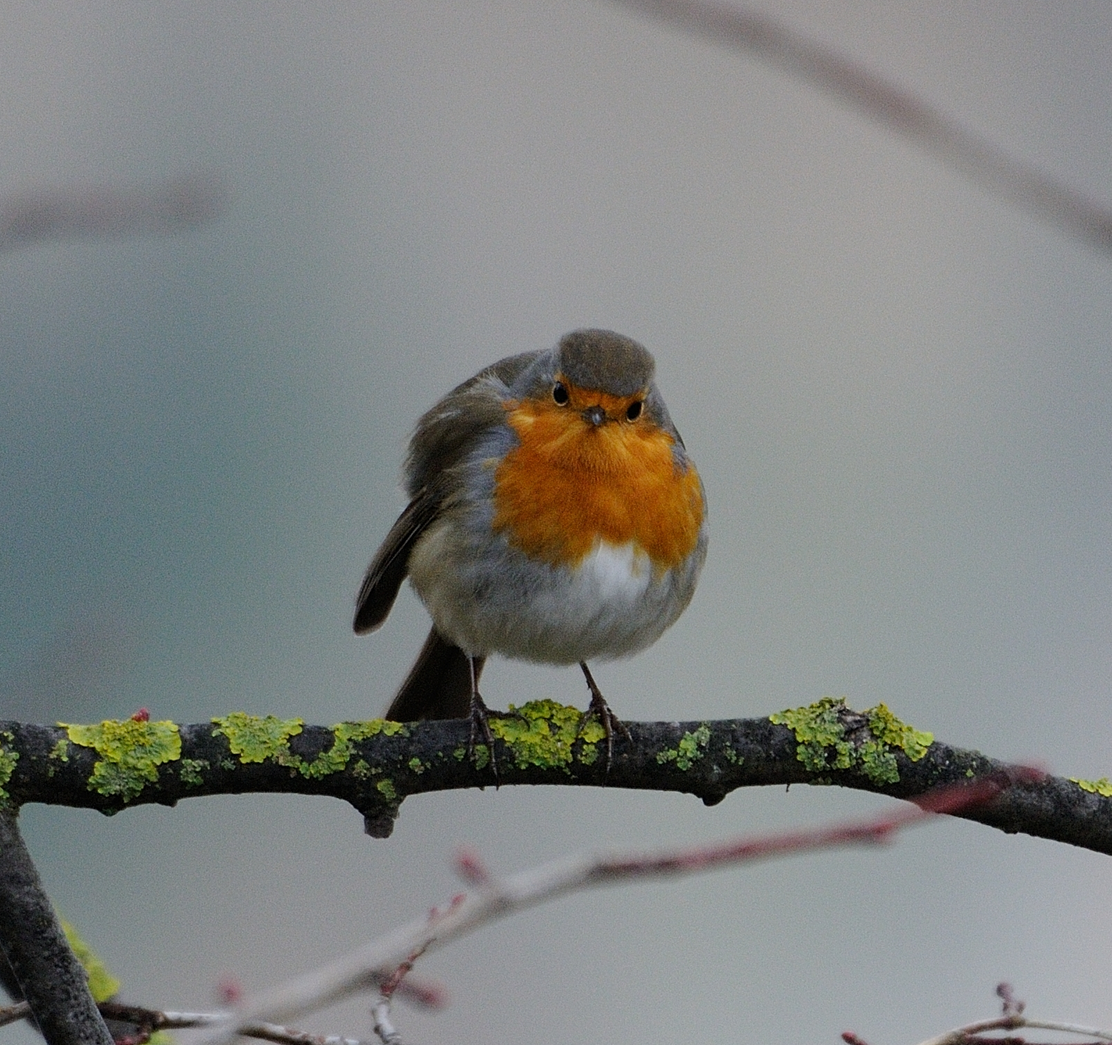 Autumn and the robin