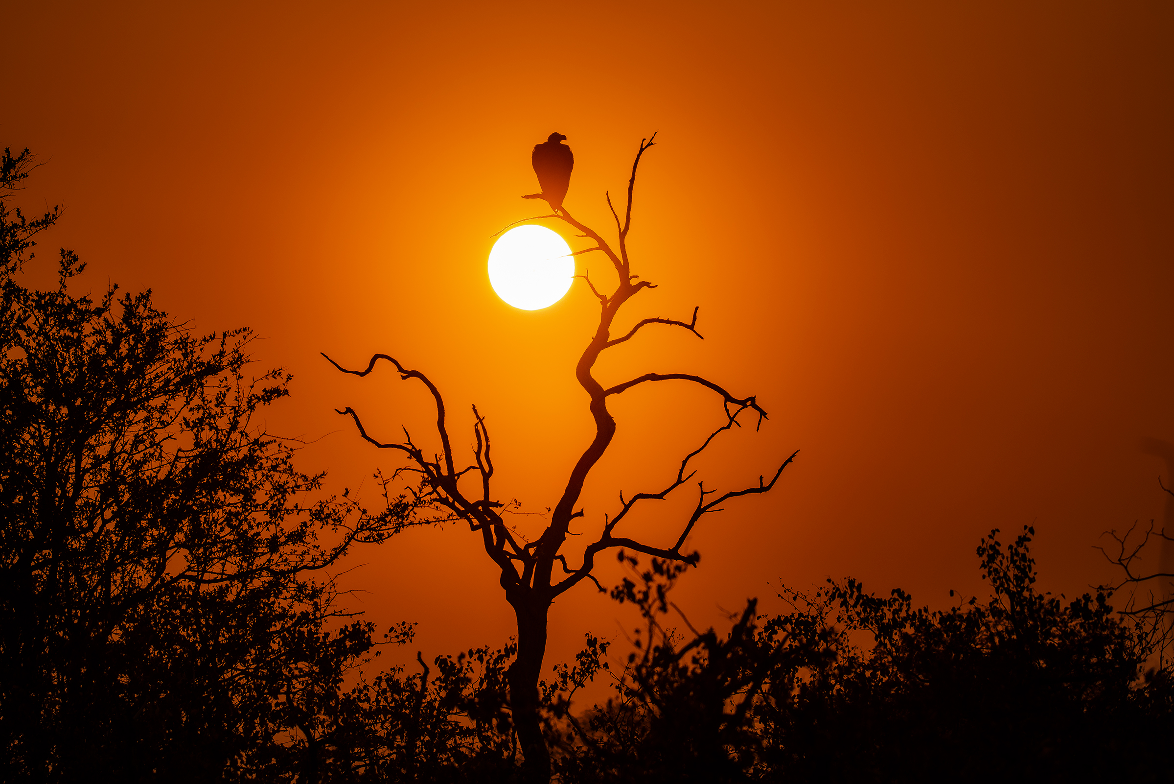 Vulture Sunset