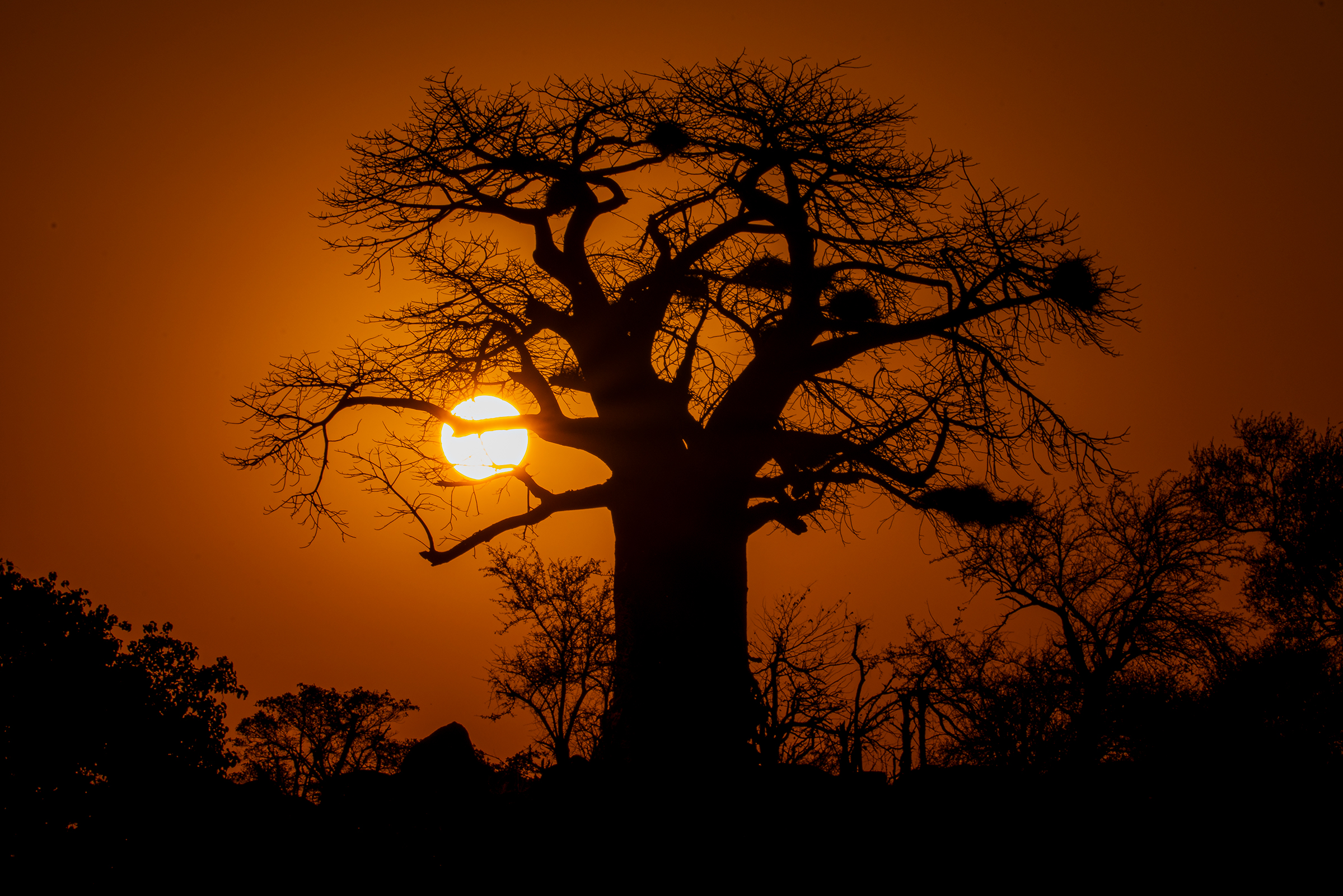 Baobab Sunset