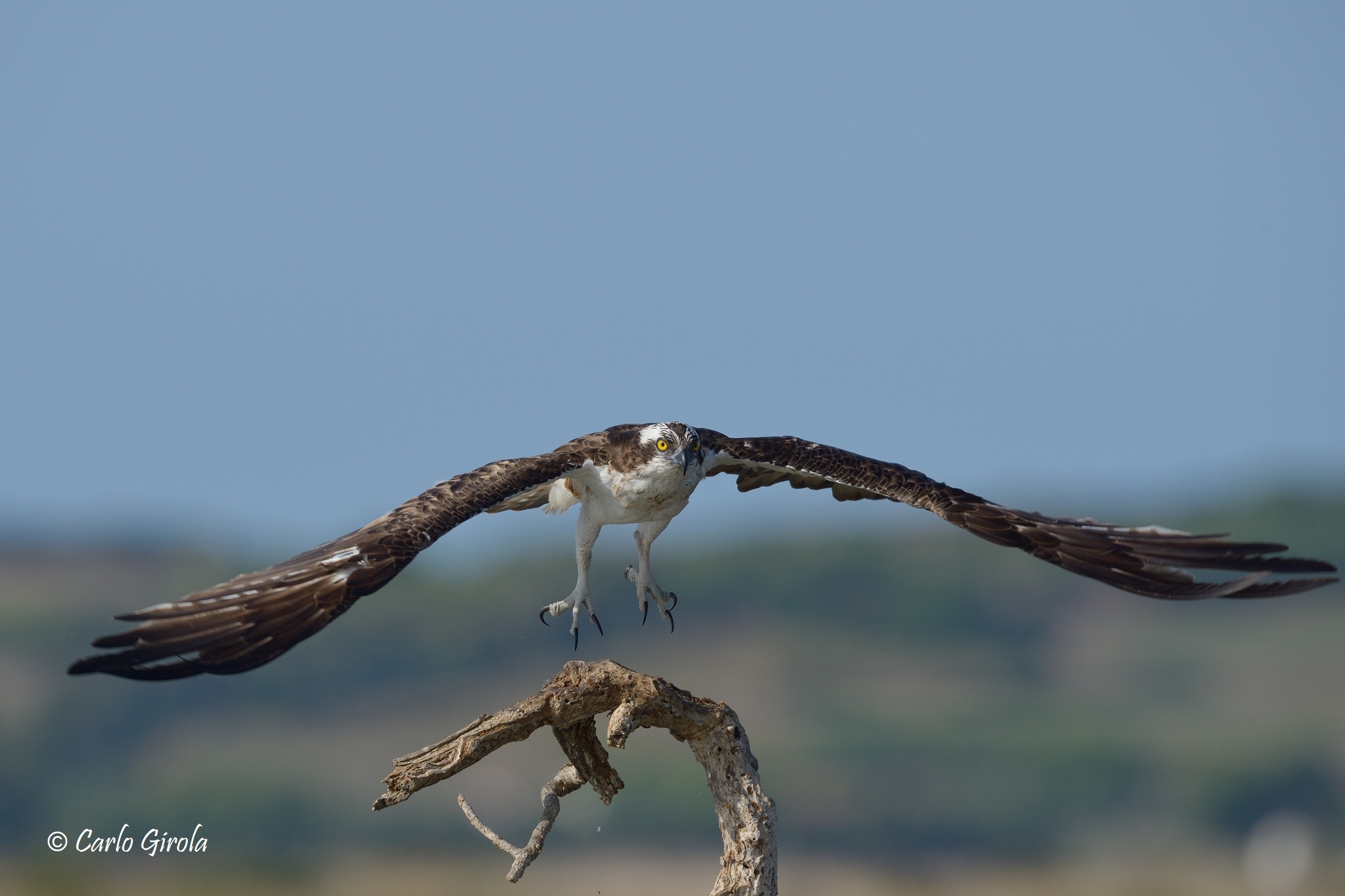 Falco pescatore ( Pandion haliaetus)