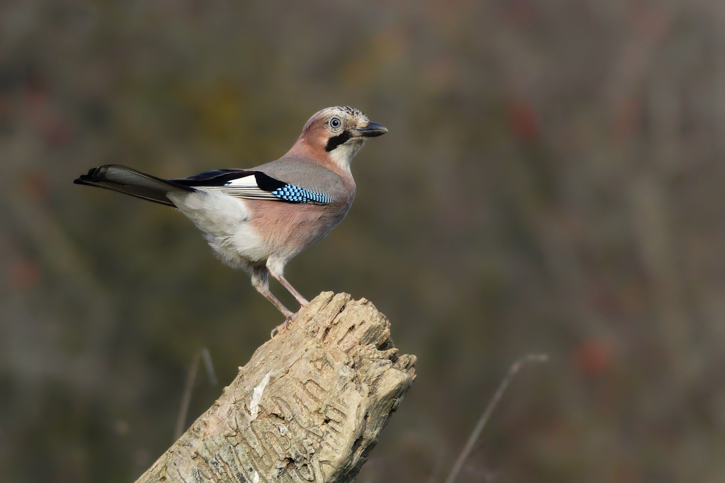 La Ghiandaia al capannino!
