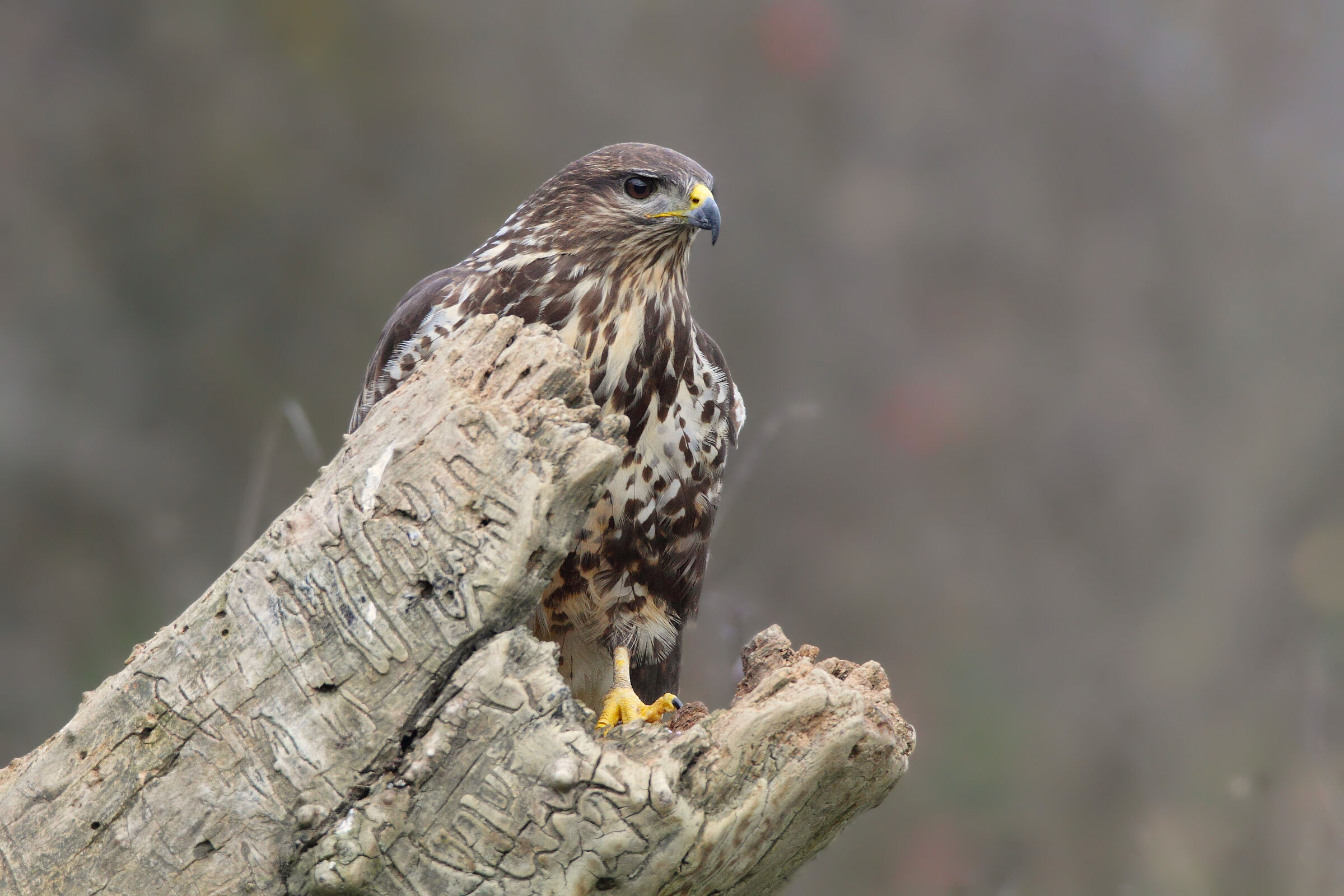 La "prima" Poiana della nuova stagione al "ca...