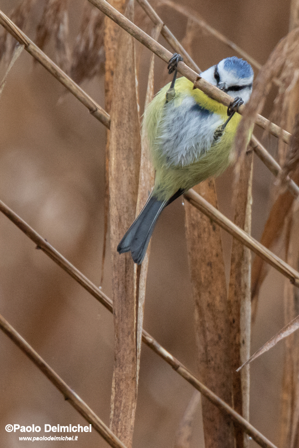 Cinciarella che si tiene in forma, nel canneto!