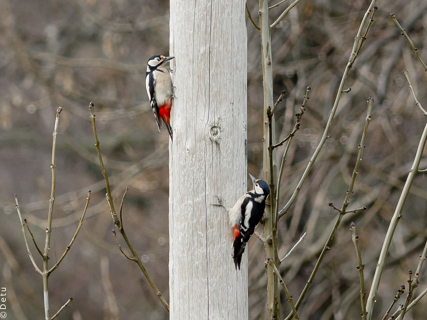 Two for the price of one