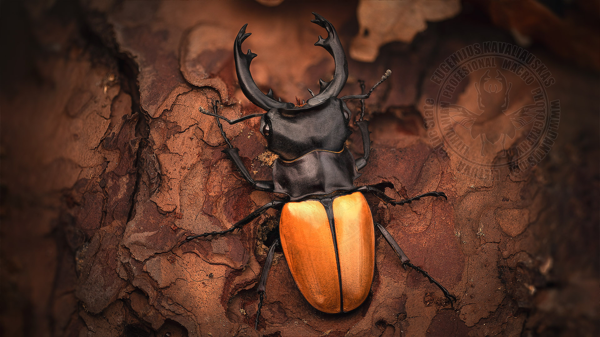 Odontolabis mouhotii elegens