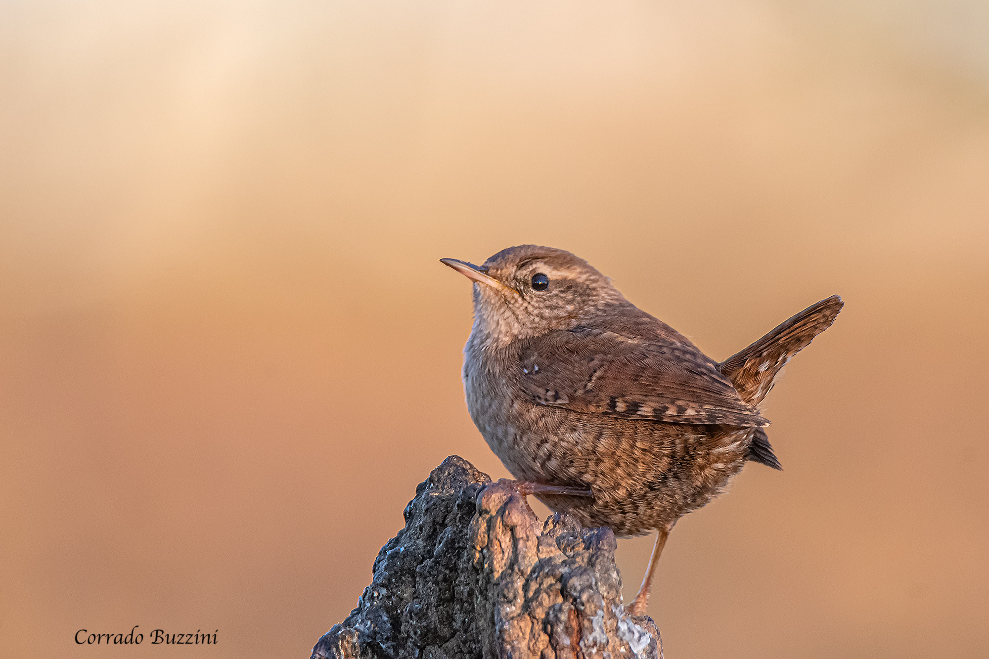 Wren