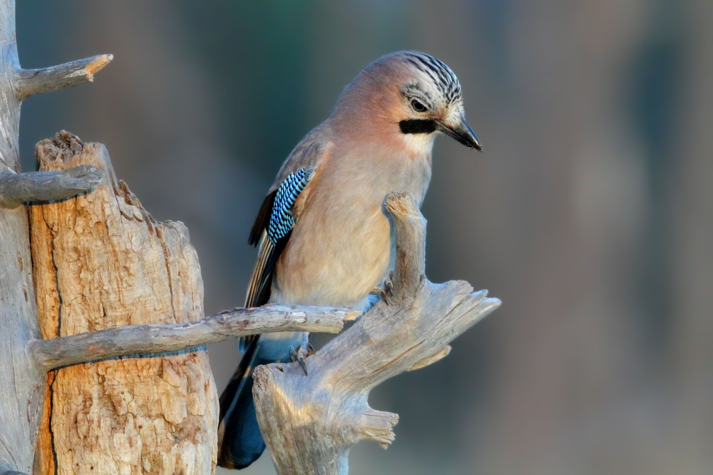 Ghiandaia al tramonto