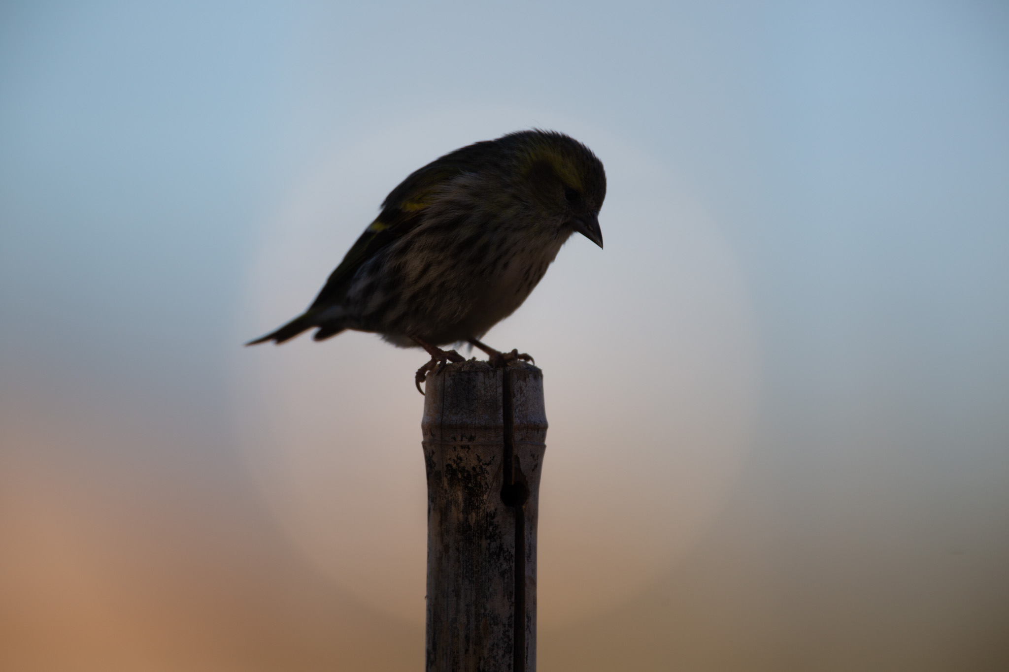 Geometrie di Lucherino