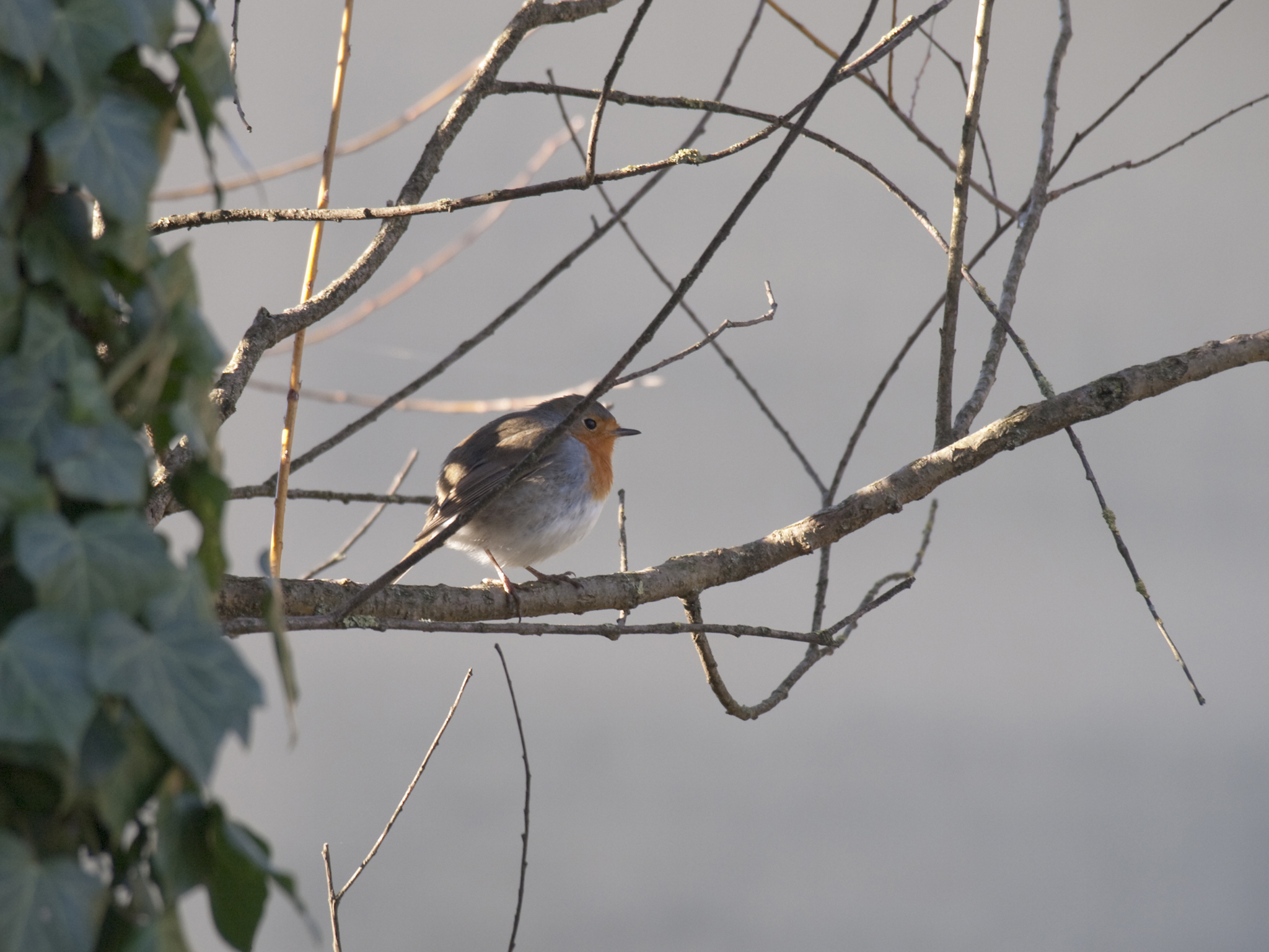 between the branches