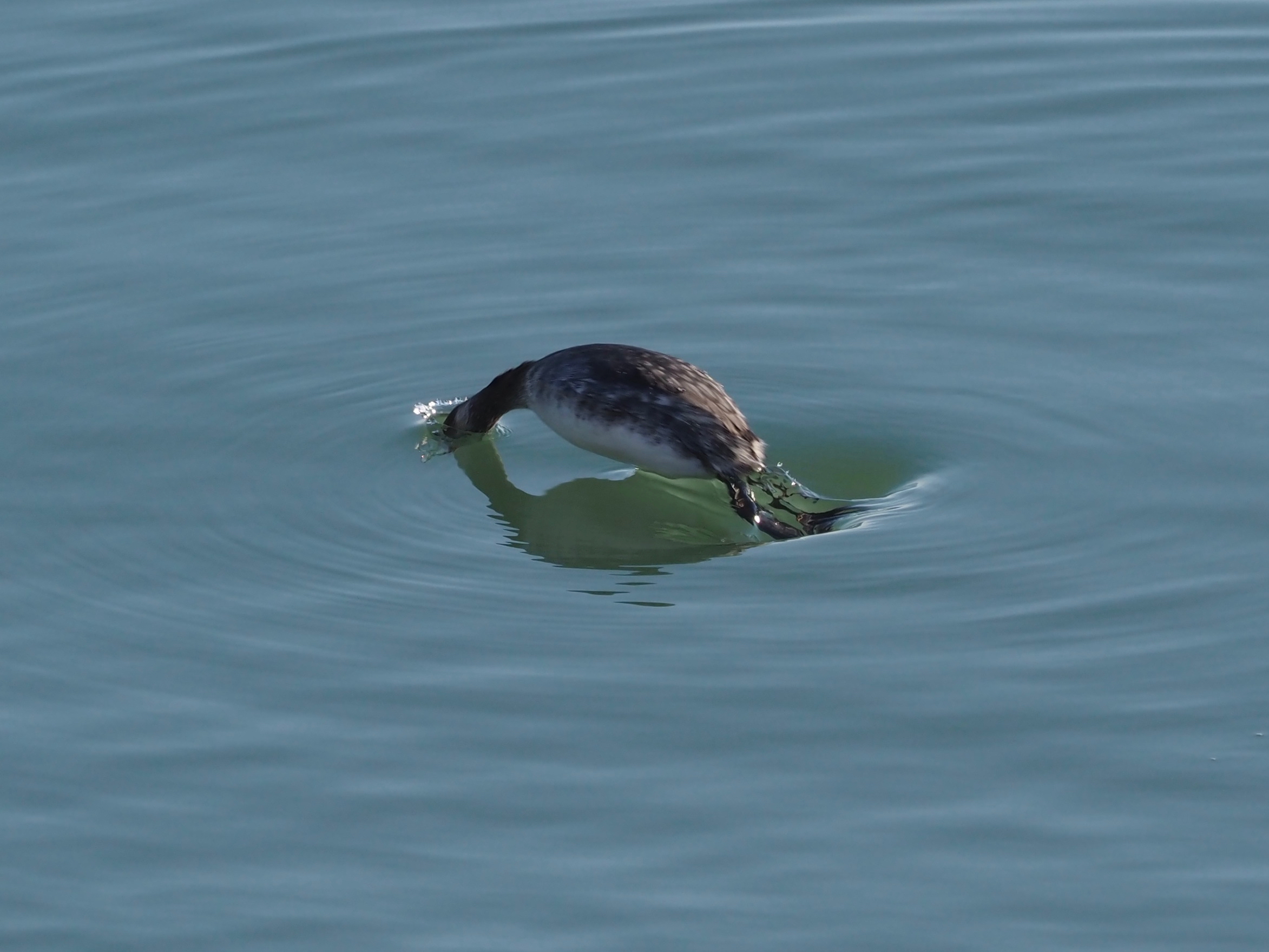 La sommozzata dello svasso
