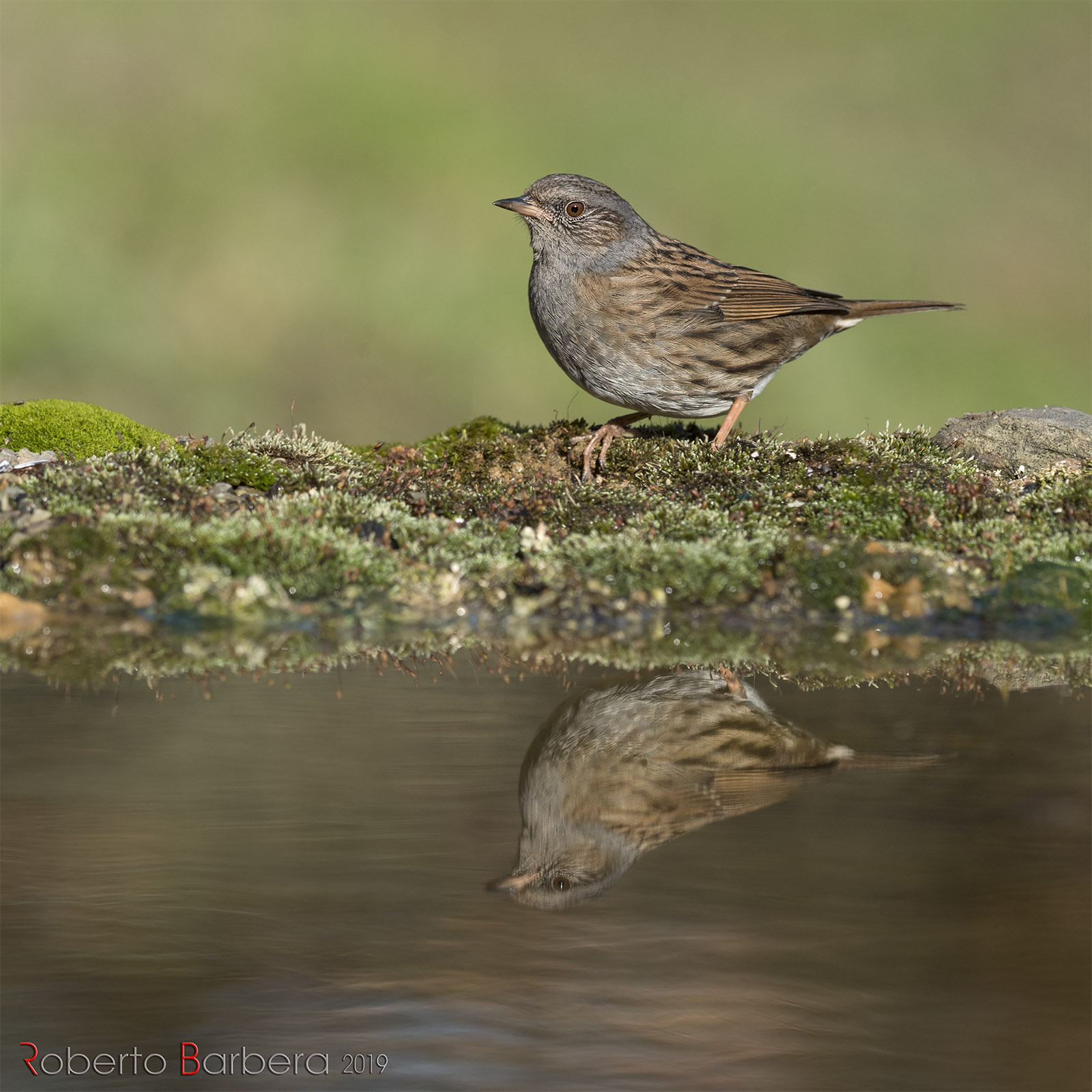 Sparrow slap (Prunella modularis)