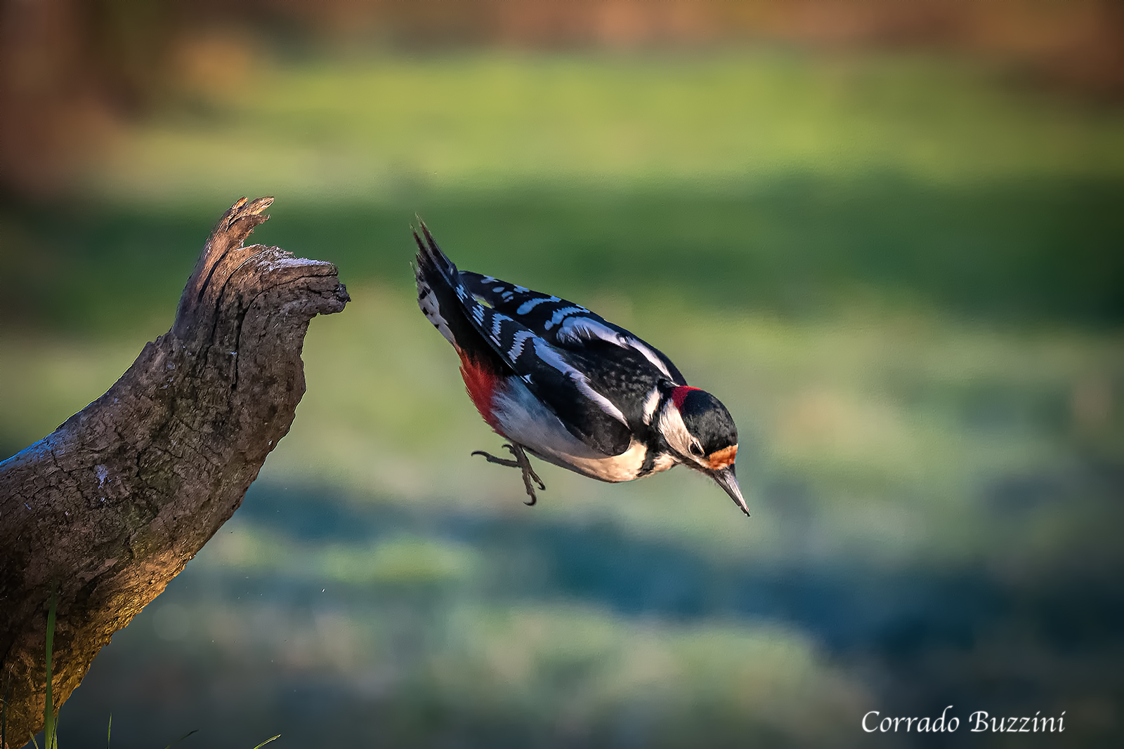 picchio rosso maschio