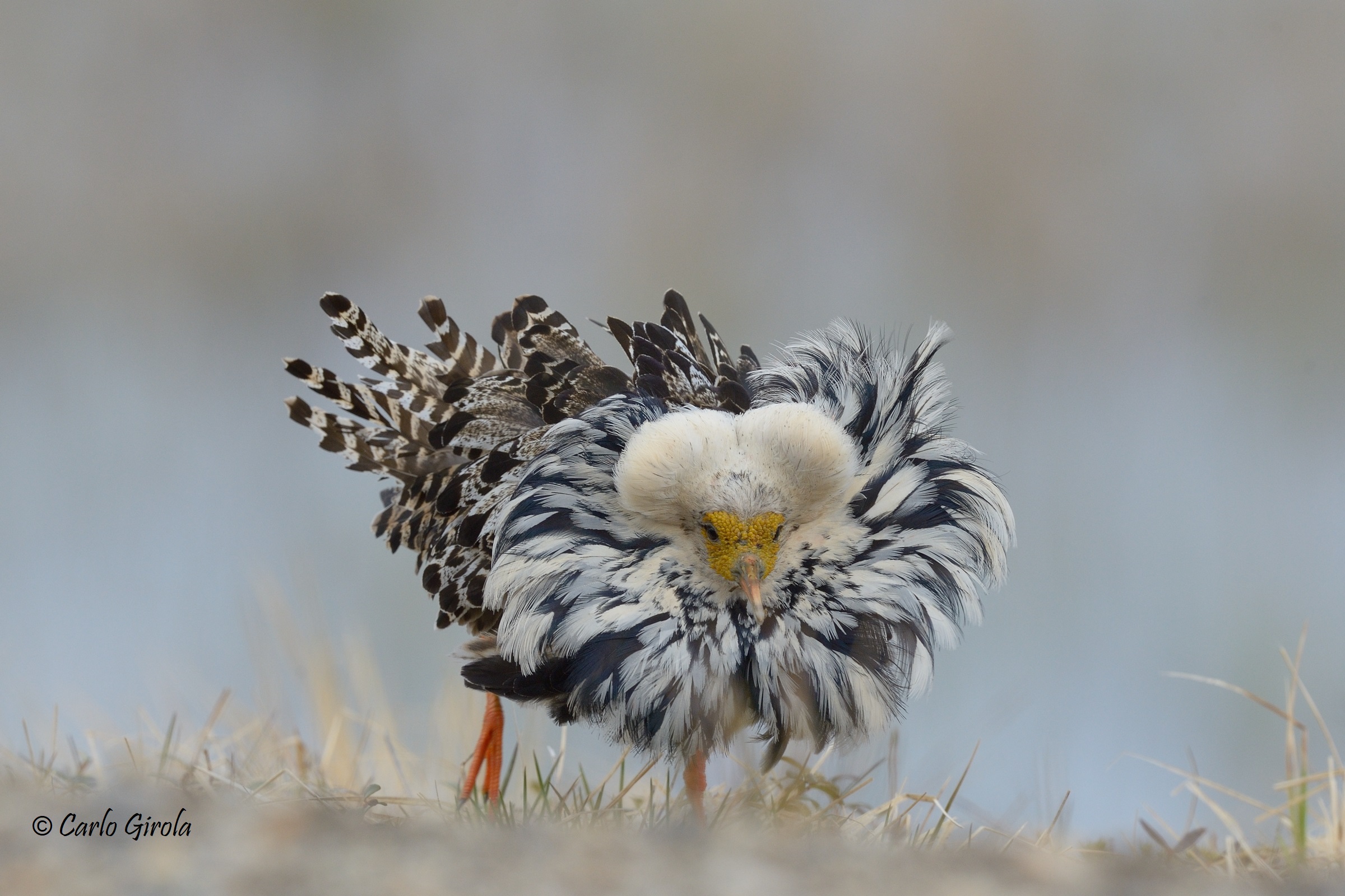 Combattente (Philomachus pugnax)