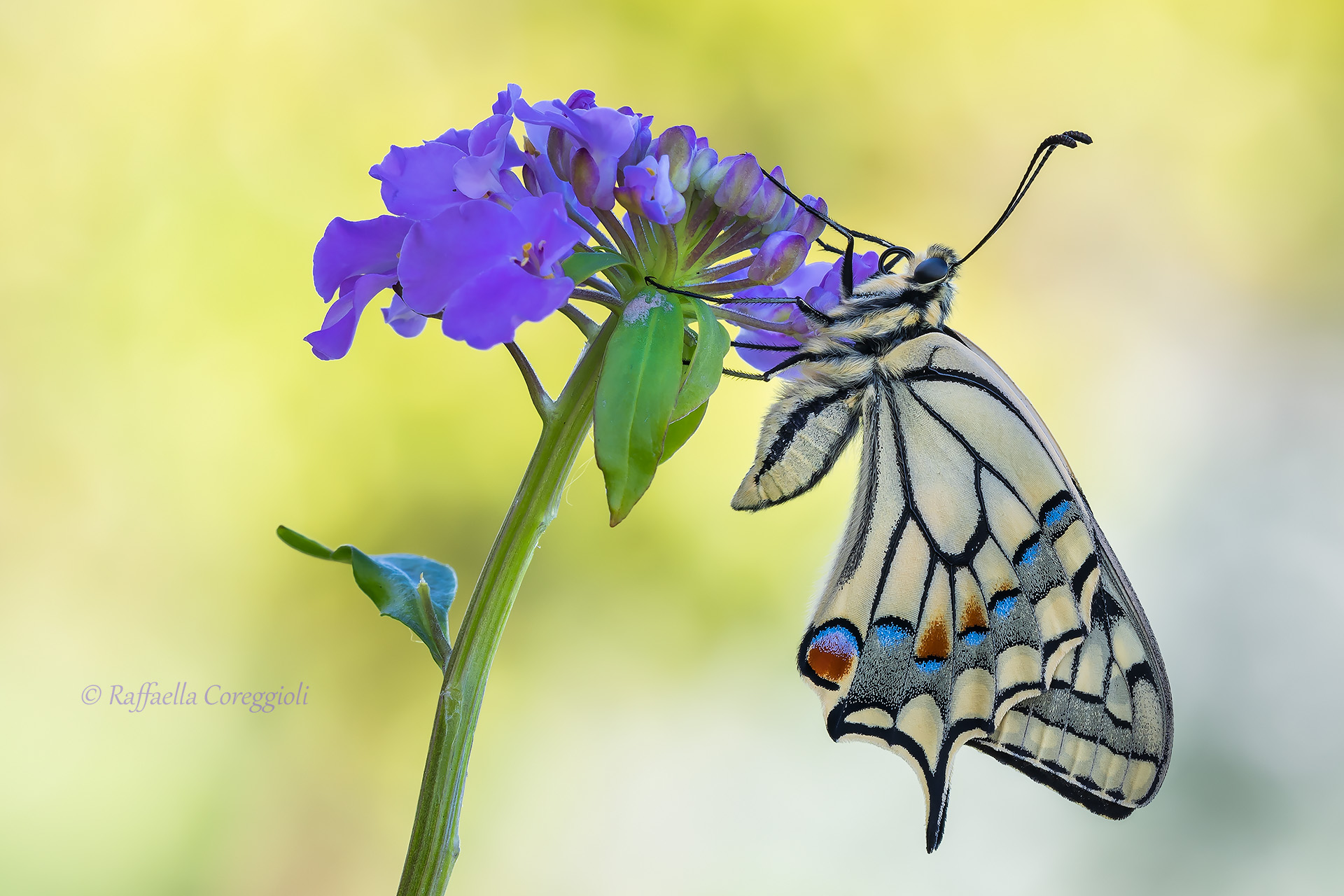 Papilio su Iberis umbellata