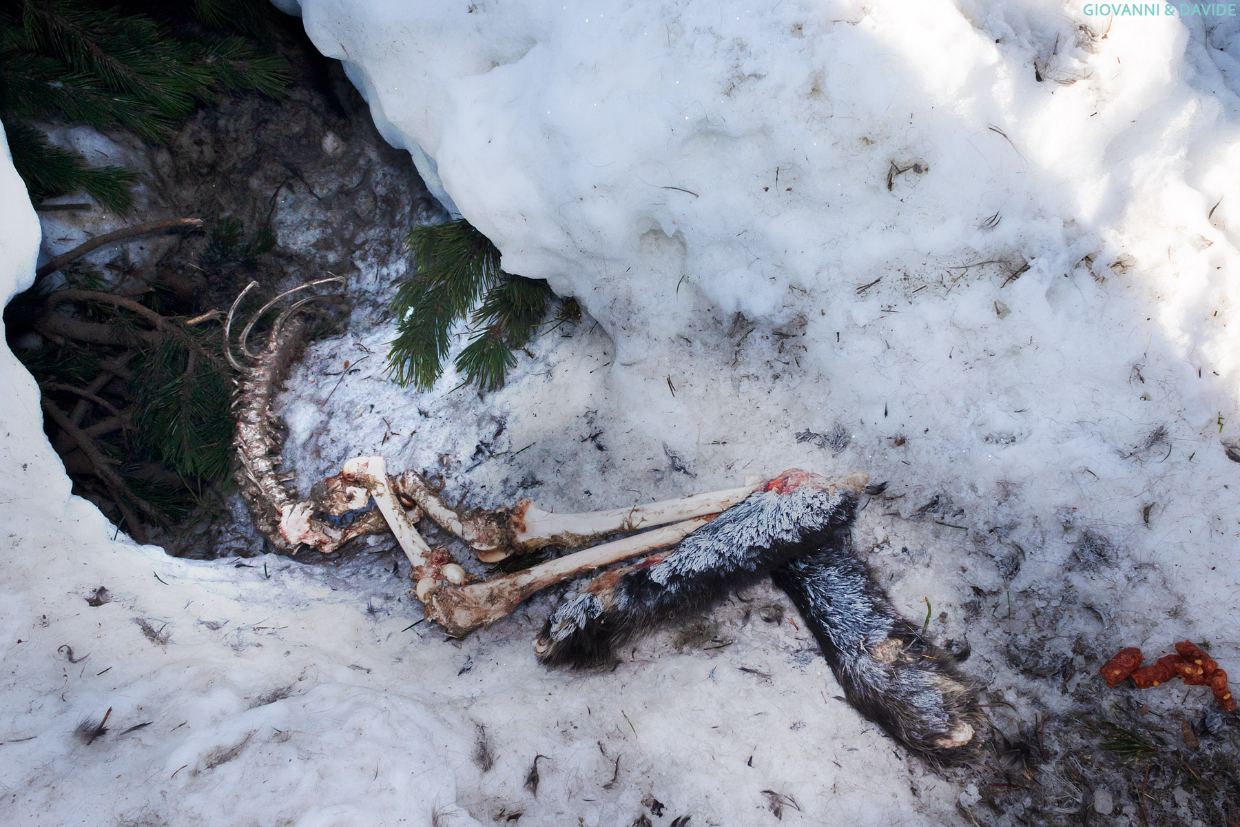 ... In the wolf's lair...