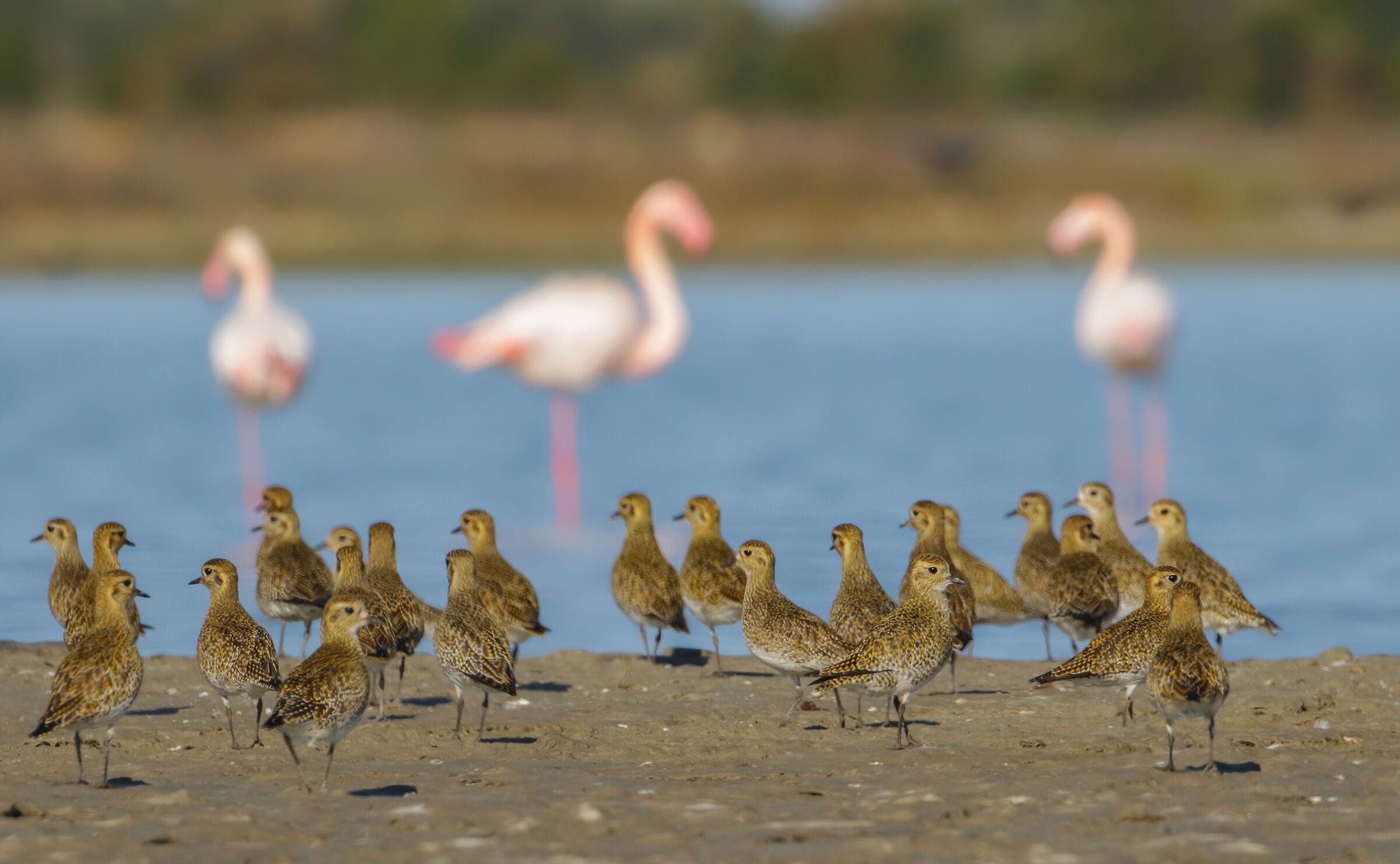 gathering of golden plovers with a background of flamingos