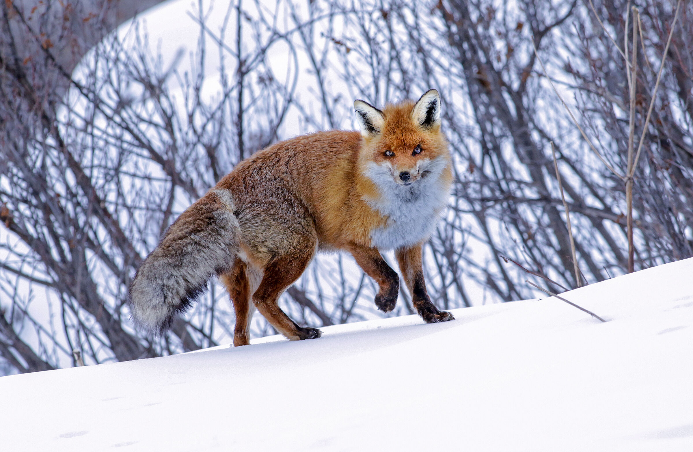 the fox and the snow