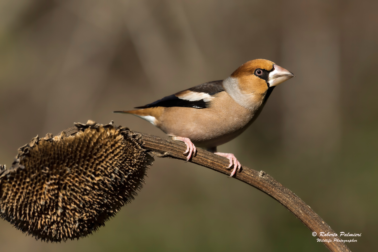Frosone (Coccothraustes coccothraustes)