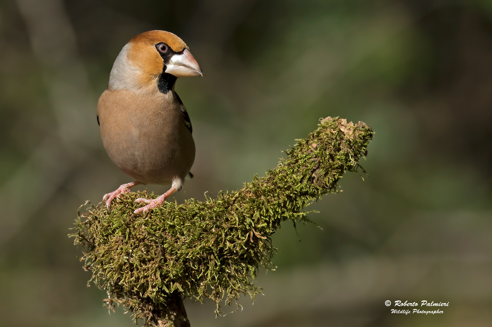 Frosone (Coccothraustes coccothraustes)