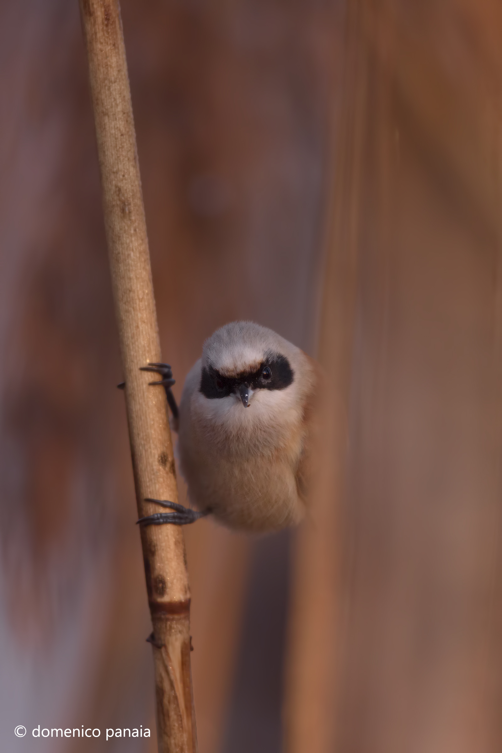 face-to-face with the pendant
