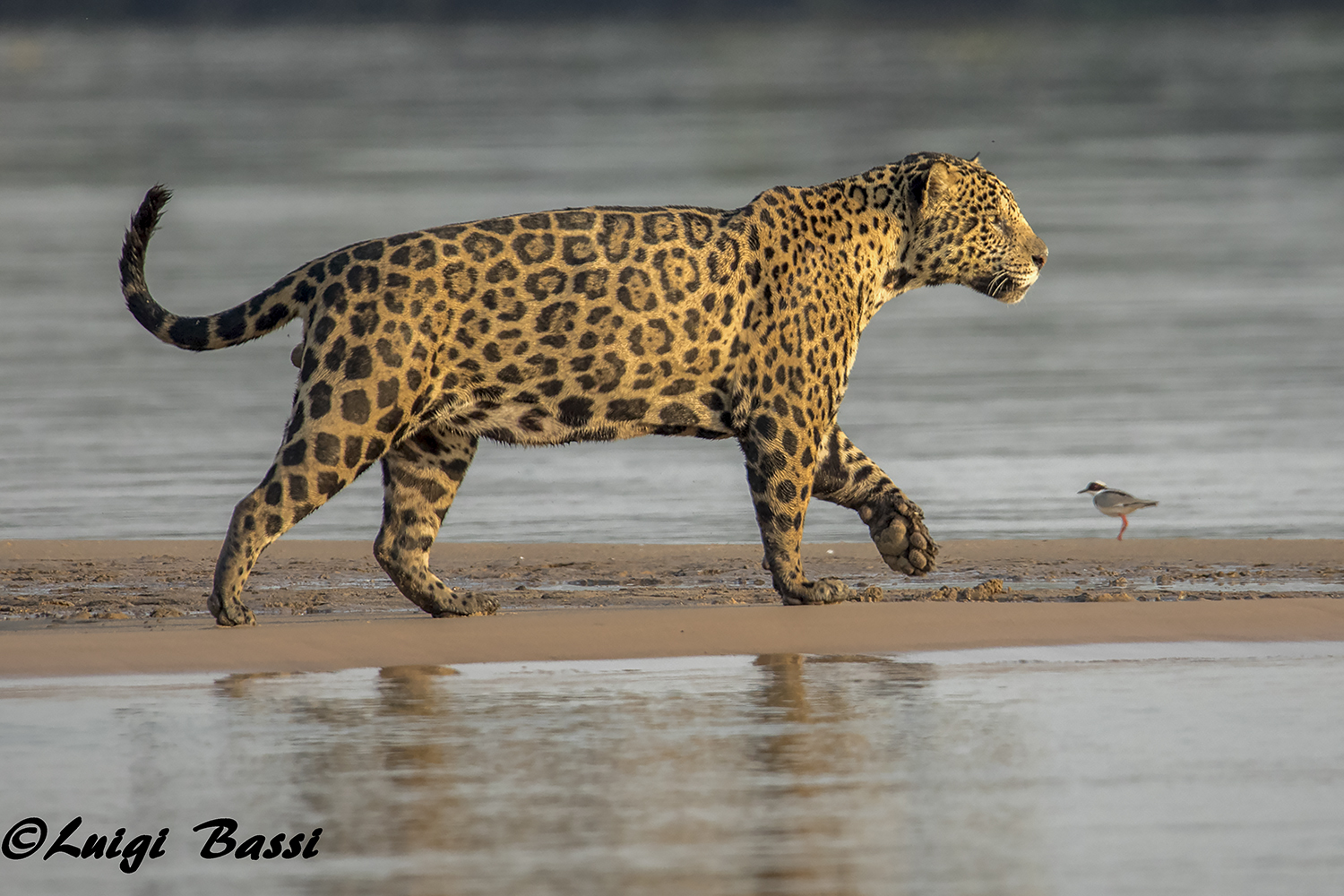 Pantanal Jaguar