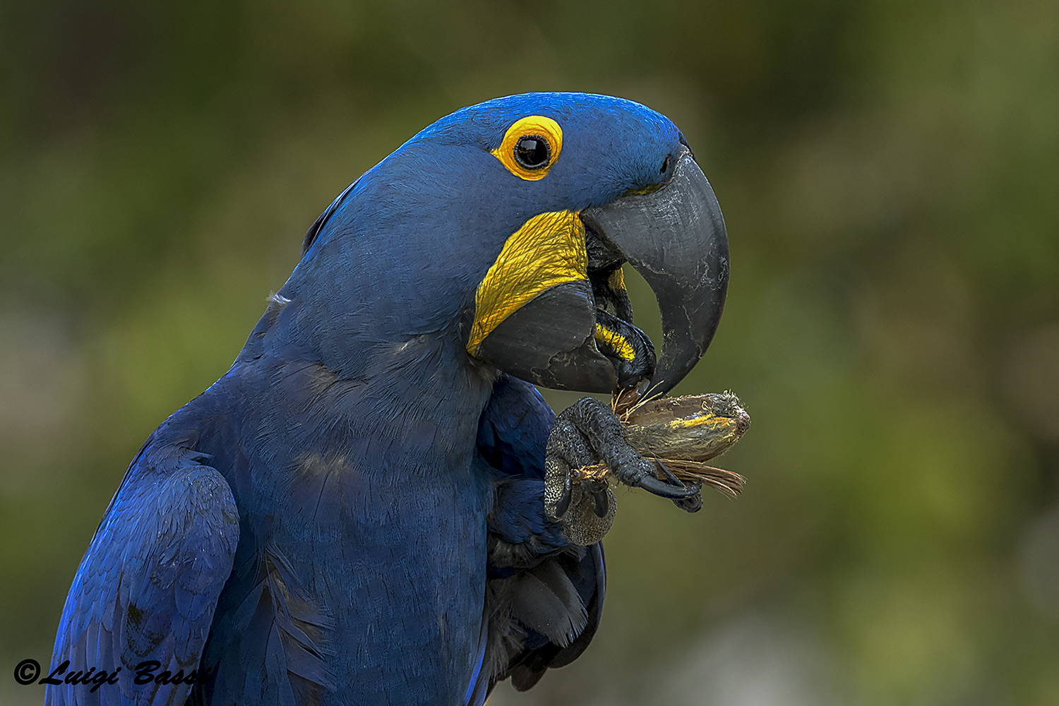 Ritratto del raro pappagallo Ara Giacinto