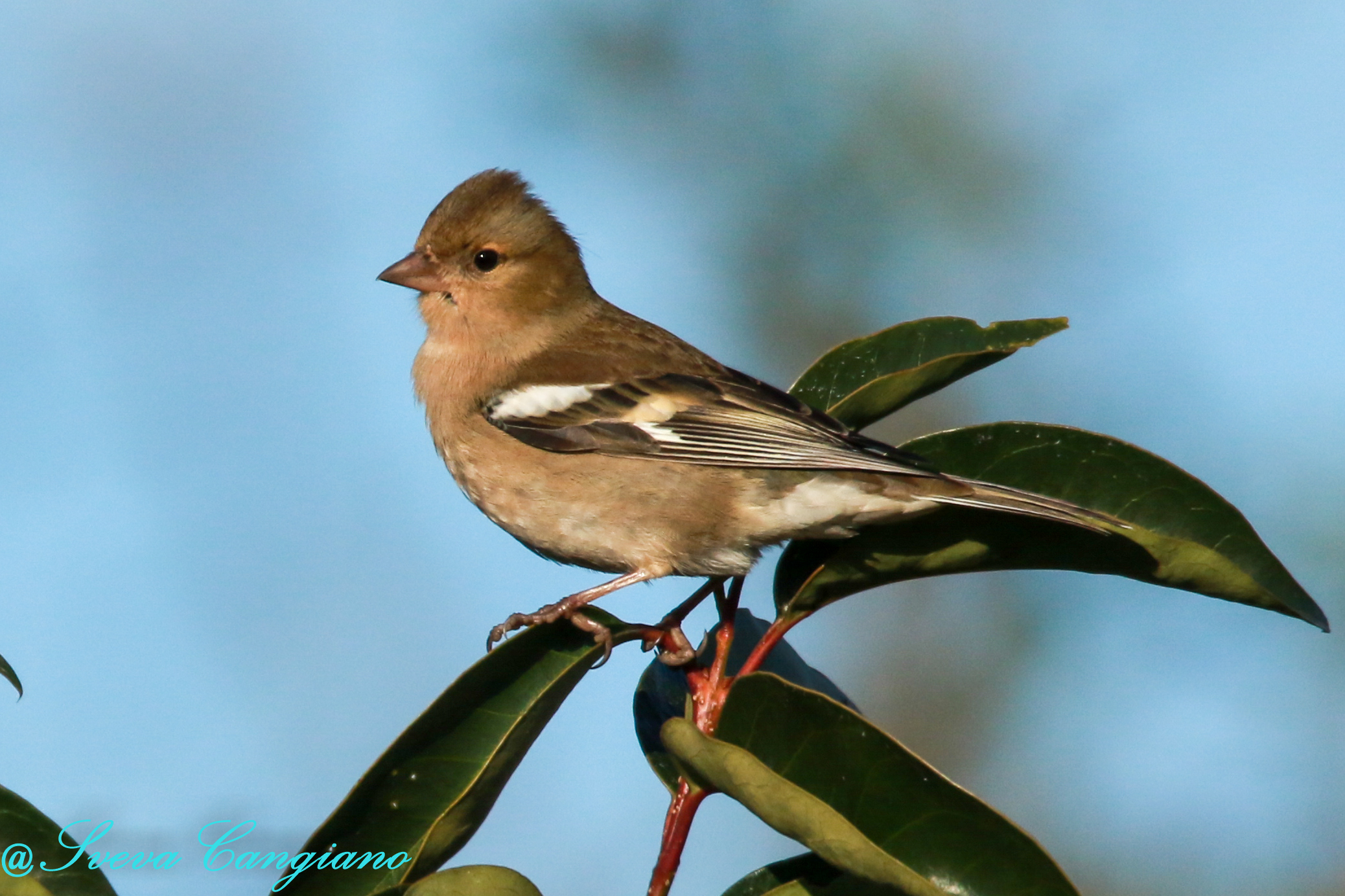 FEMALE FINCH