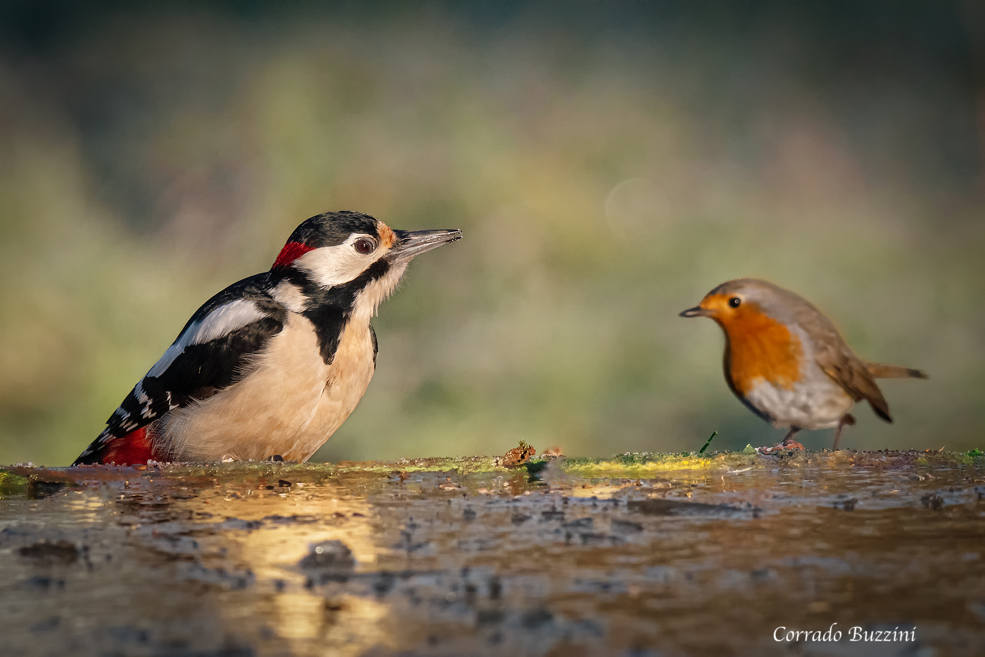 Cora's shed the woodpecker and the robin