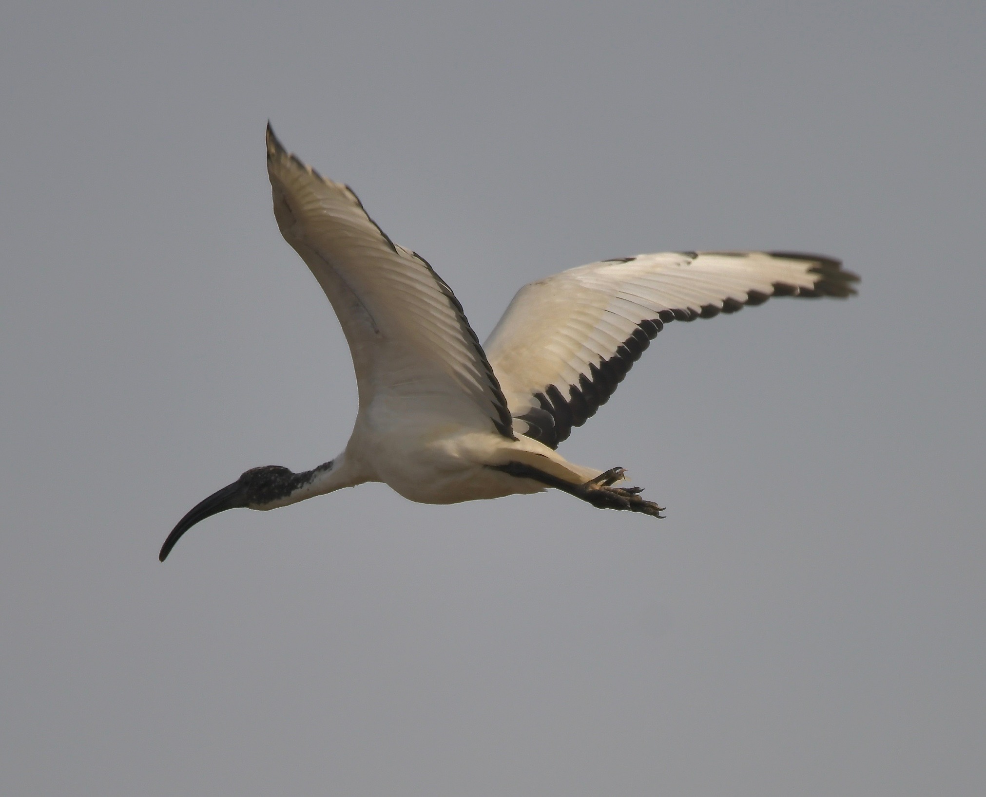 Ibis