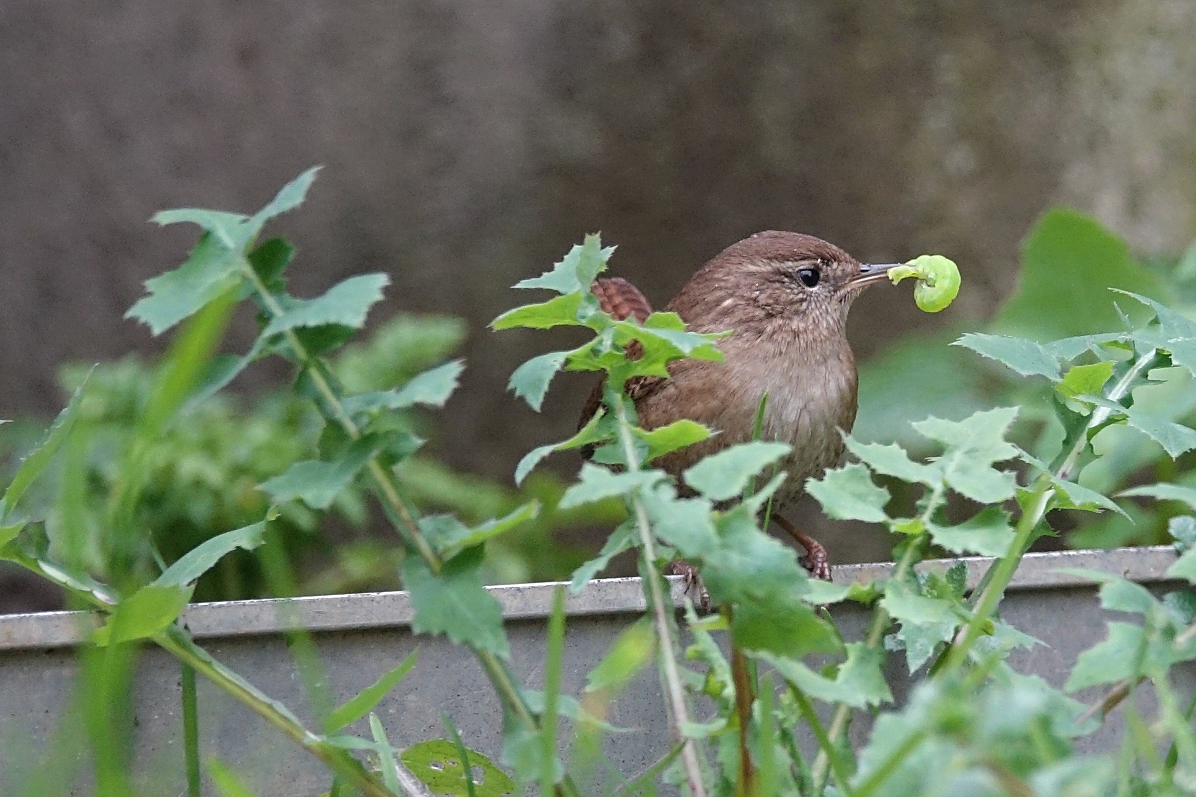 Scricciolo nell'orto d'inverno