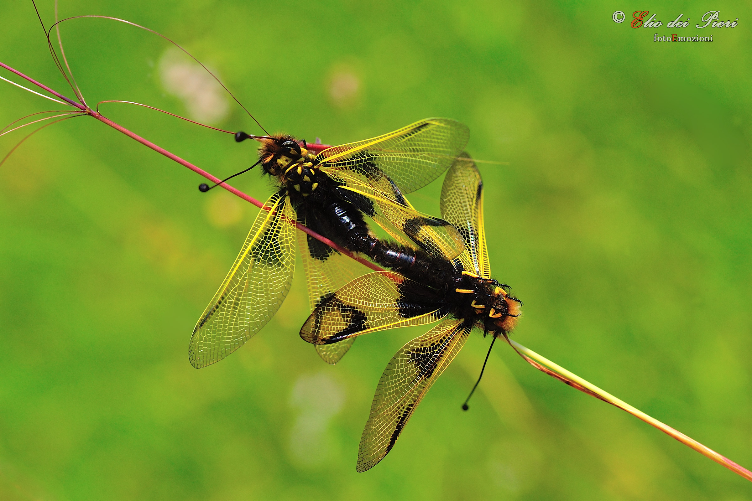 Libelloides coccajus