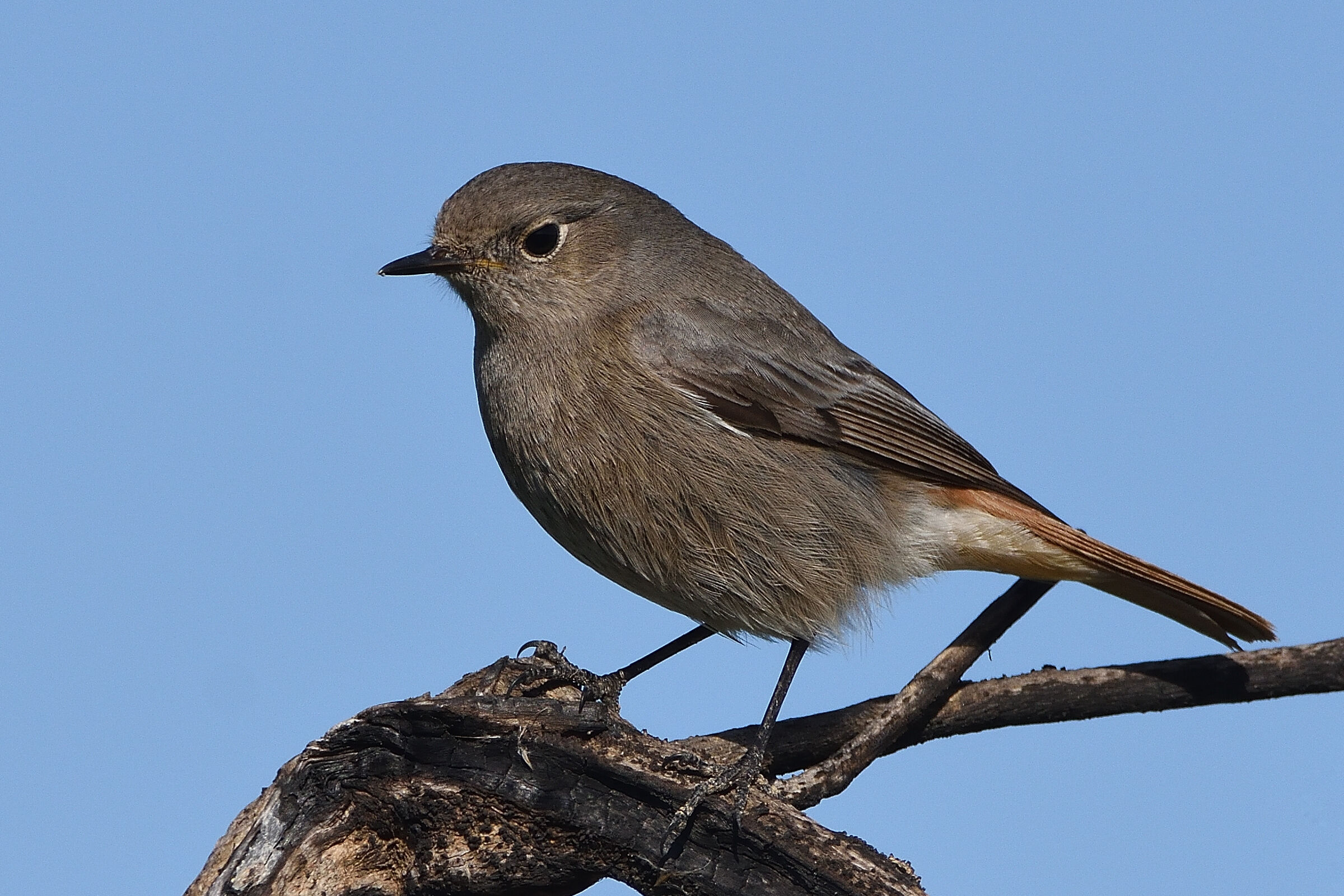 Codirosso spazzacamino