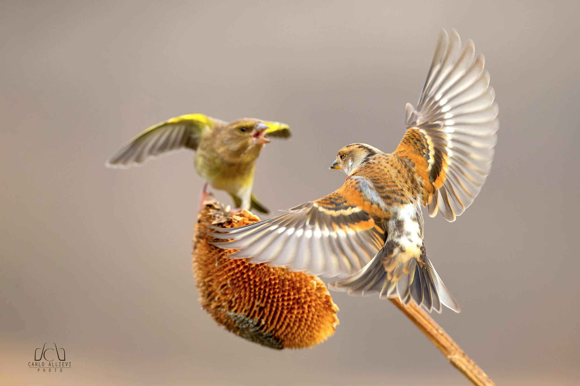 La Peppola e il Verdone