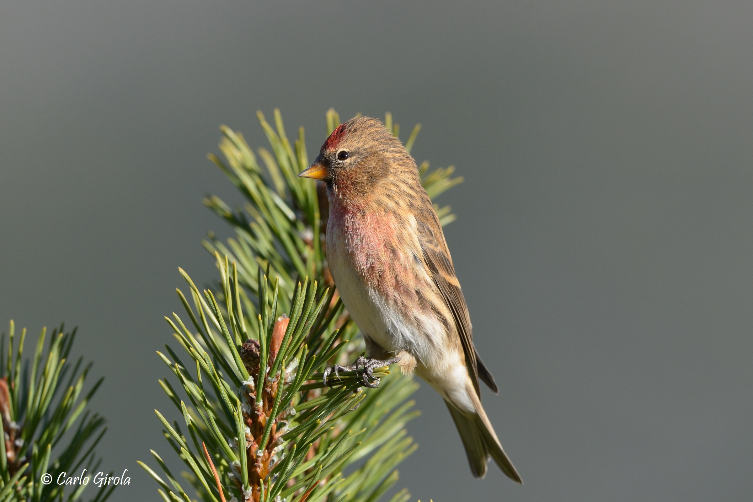 Organetto (Carduelis flammea)