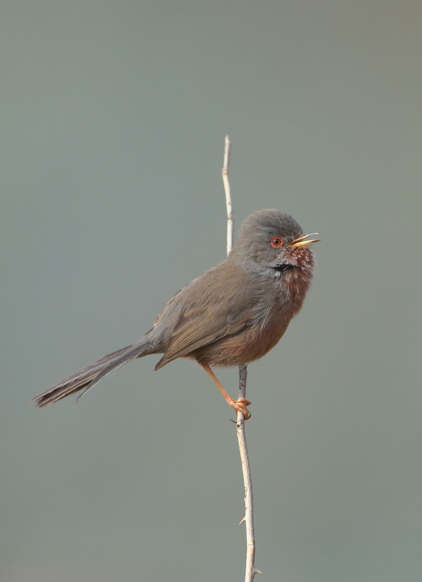 magnanine on thorny twig