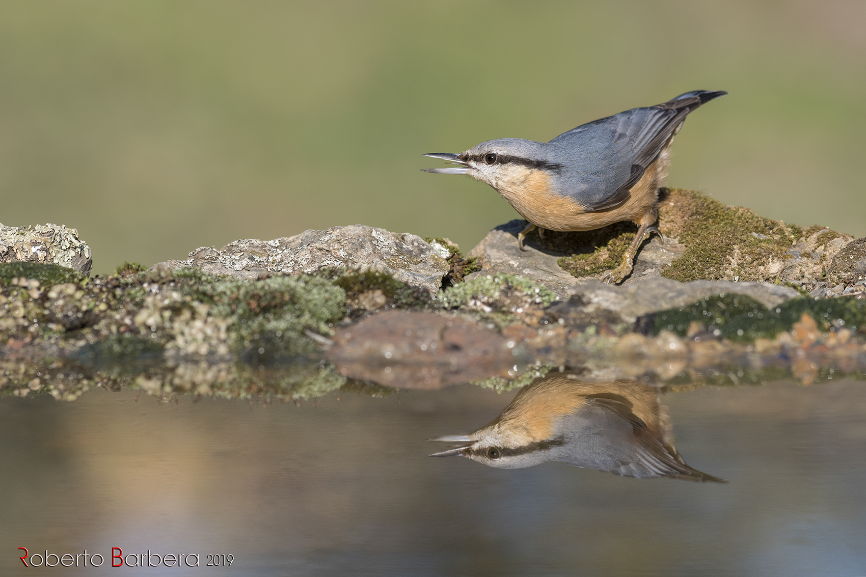 The shy bricklayer woodpecker...