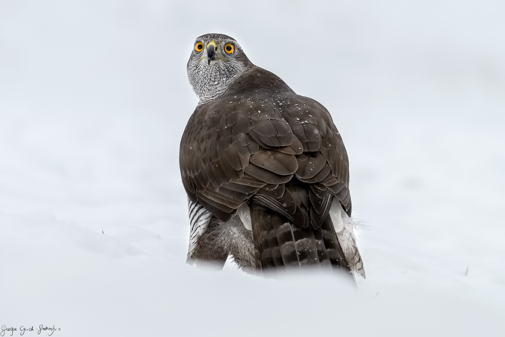 Northern goshawk