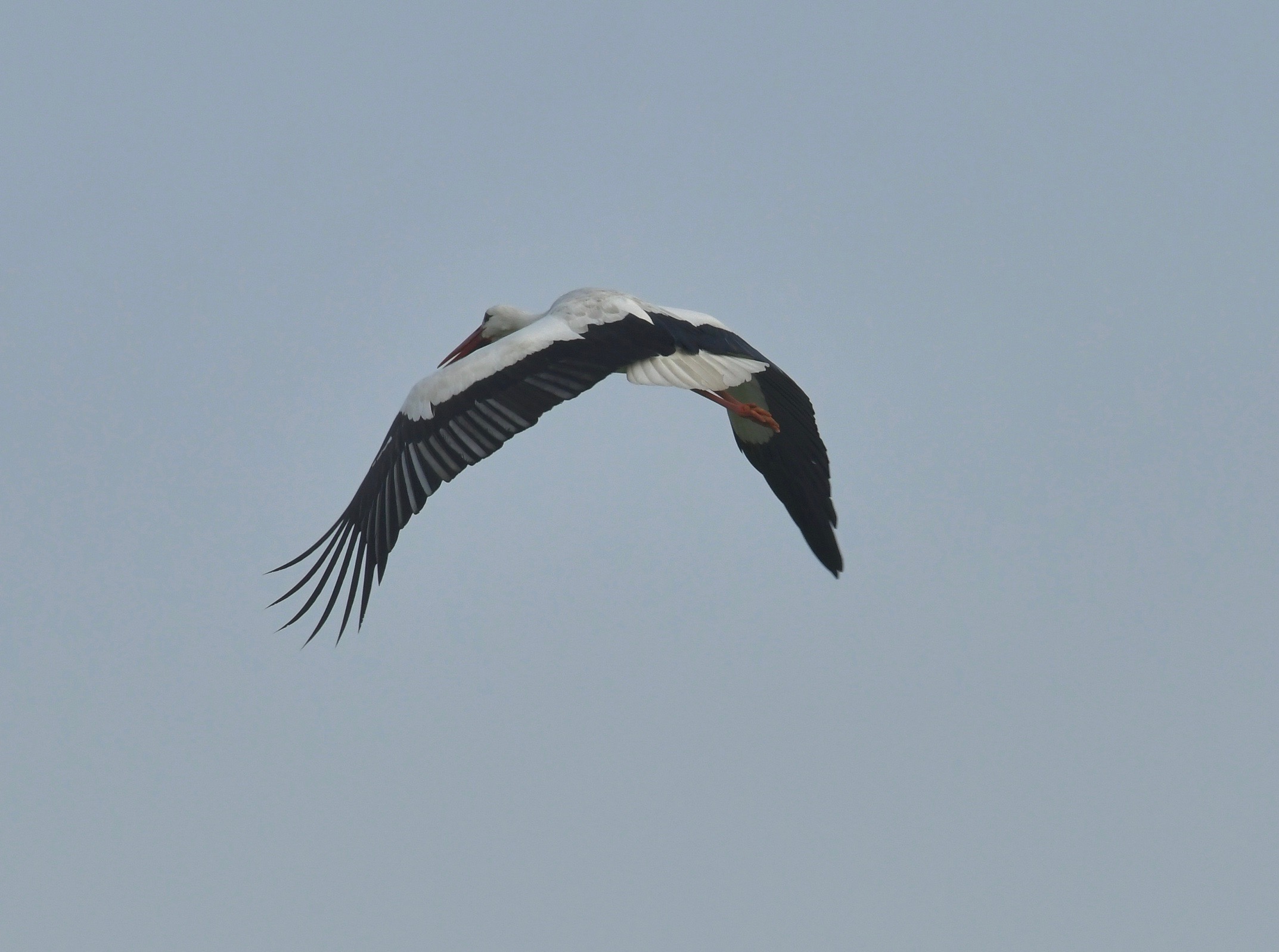 Storks