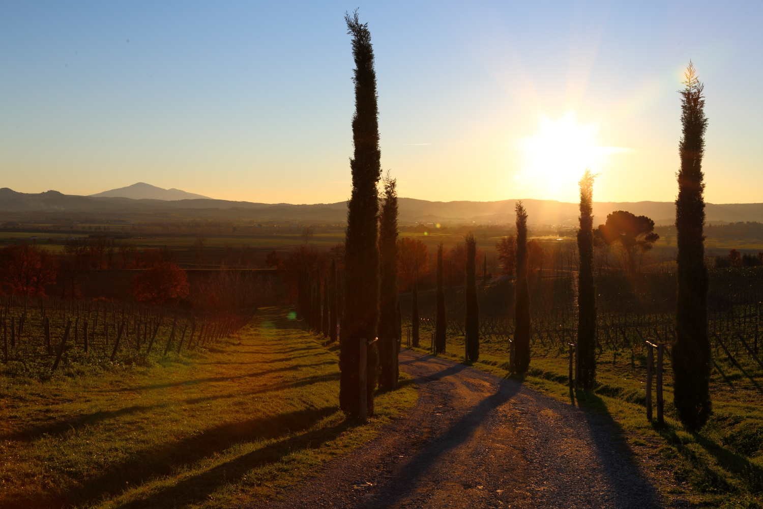 Among the cypress trees at sunset