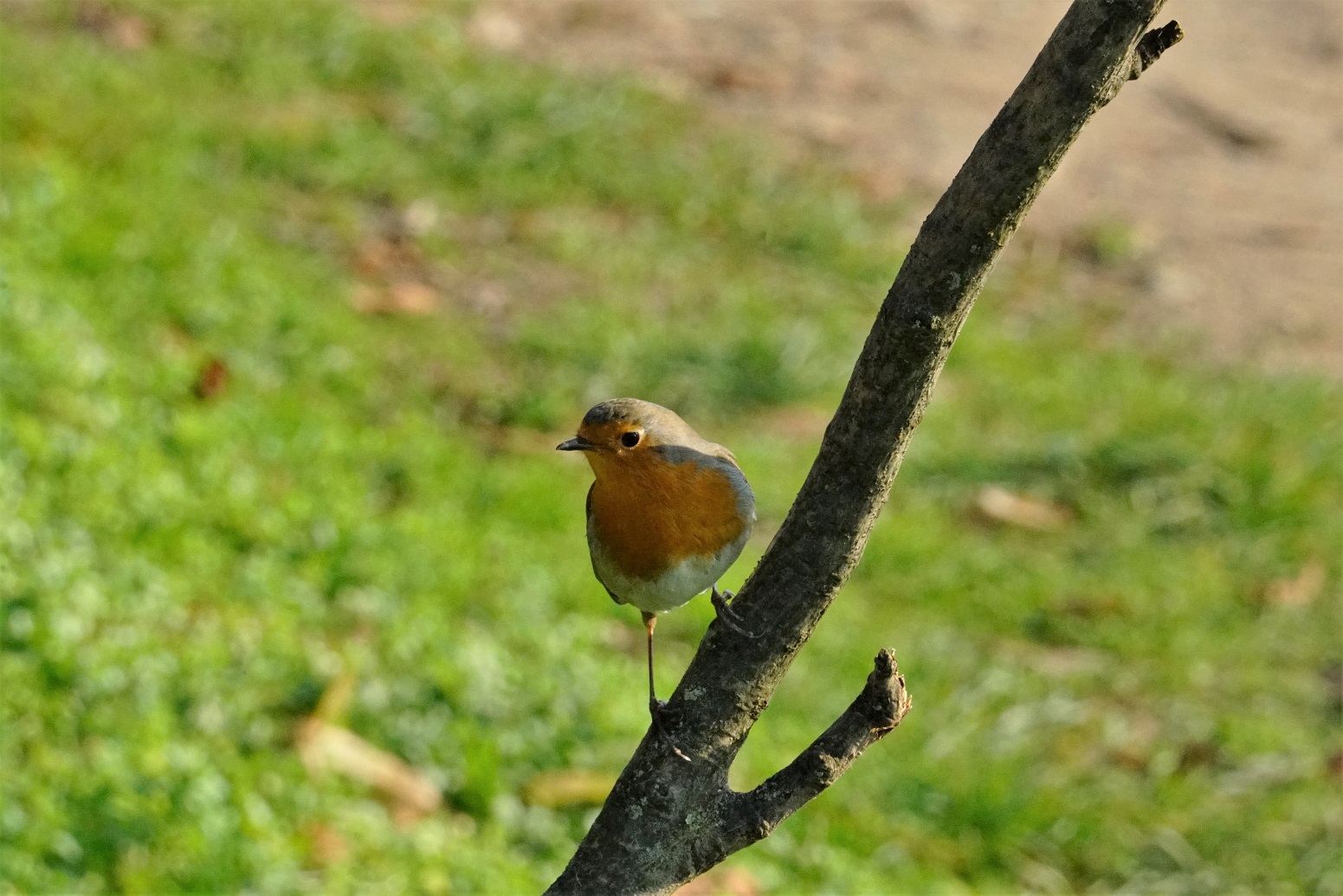 robin posing