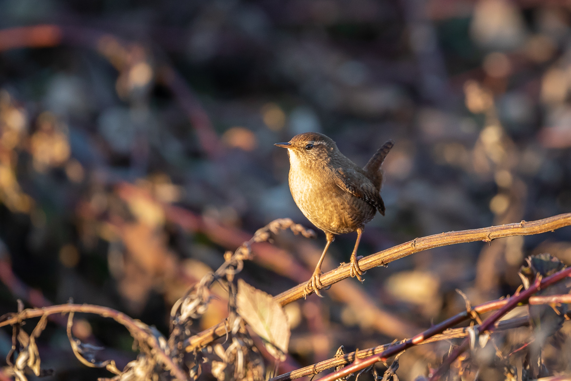 Troglodytes troglodytes (Scricciolo)