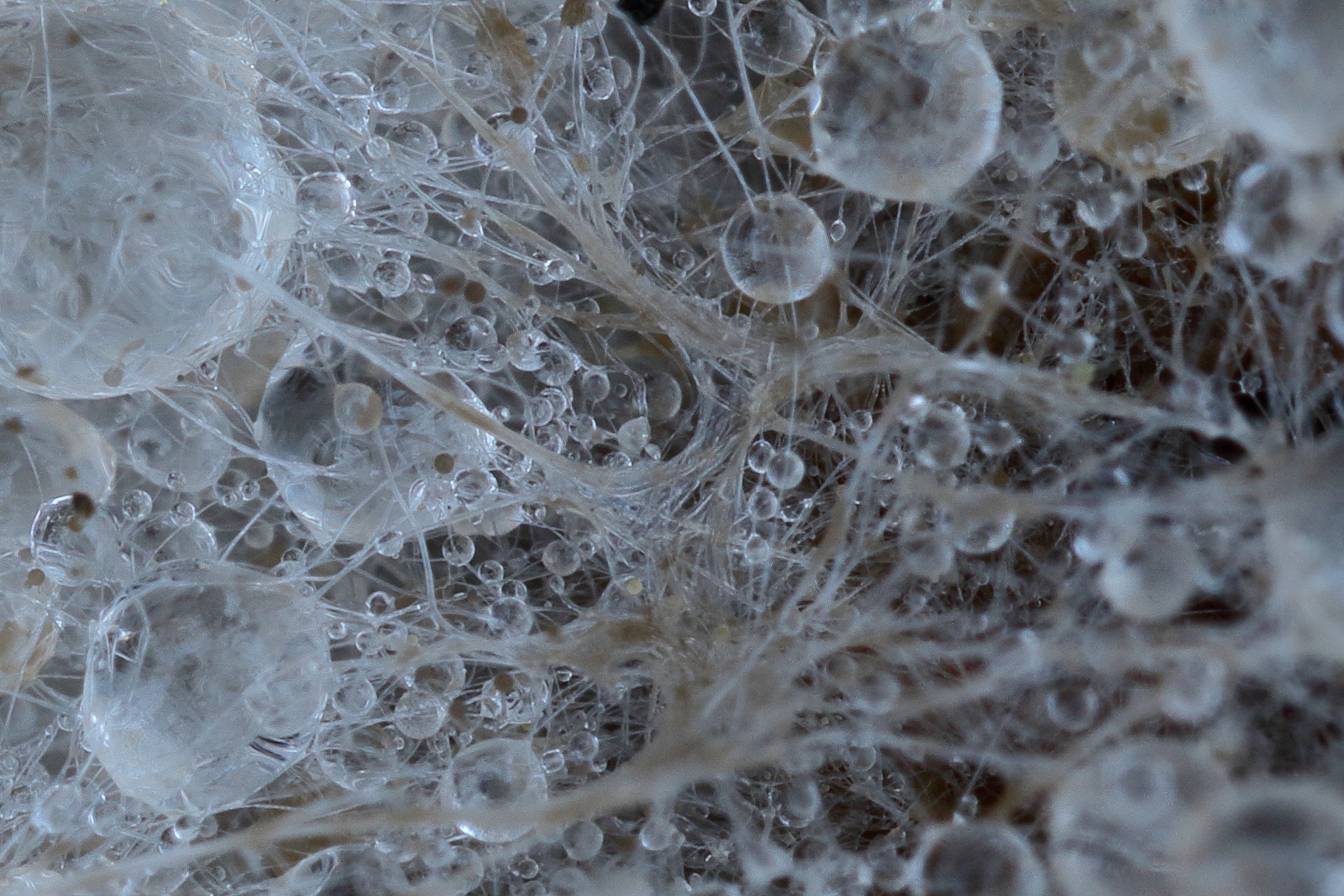 Fungal hyphae and water droplets