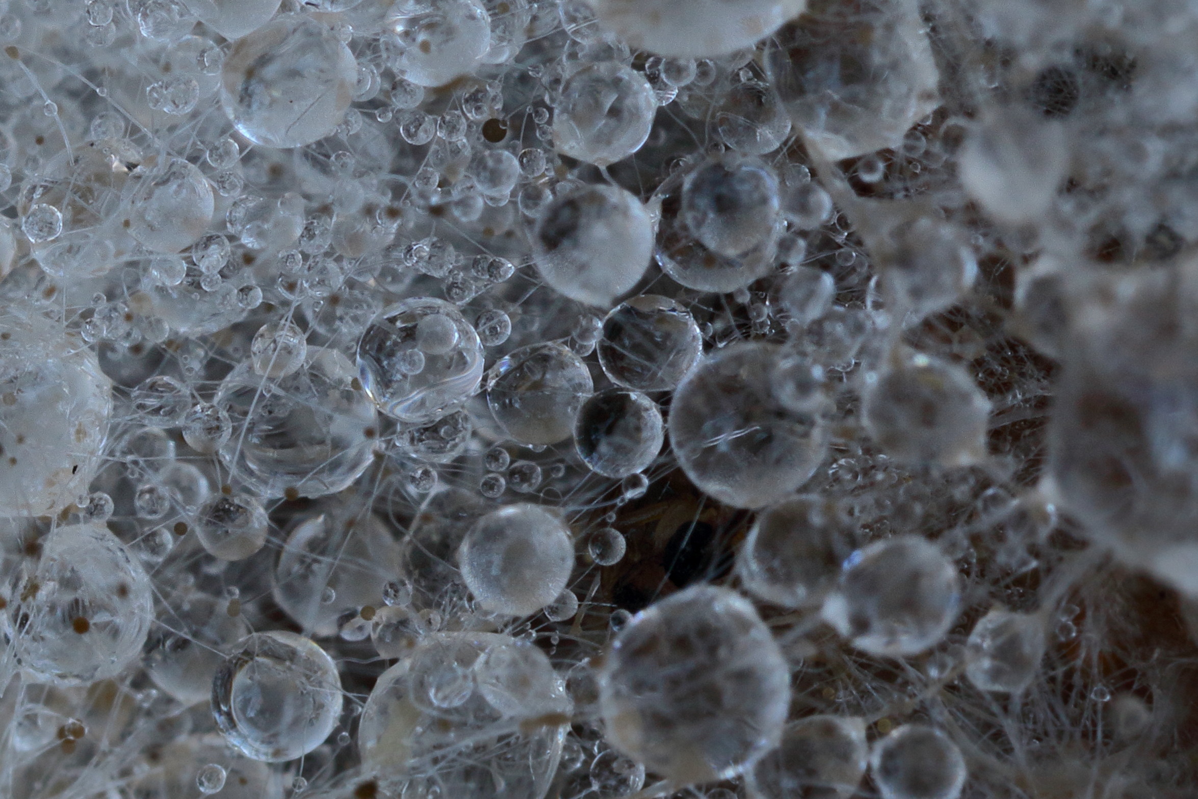 Fungal hyphae and water droplets