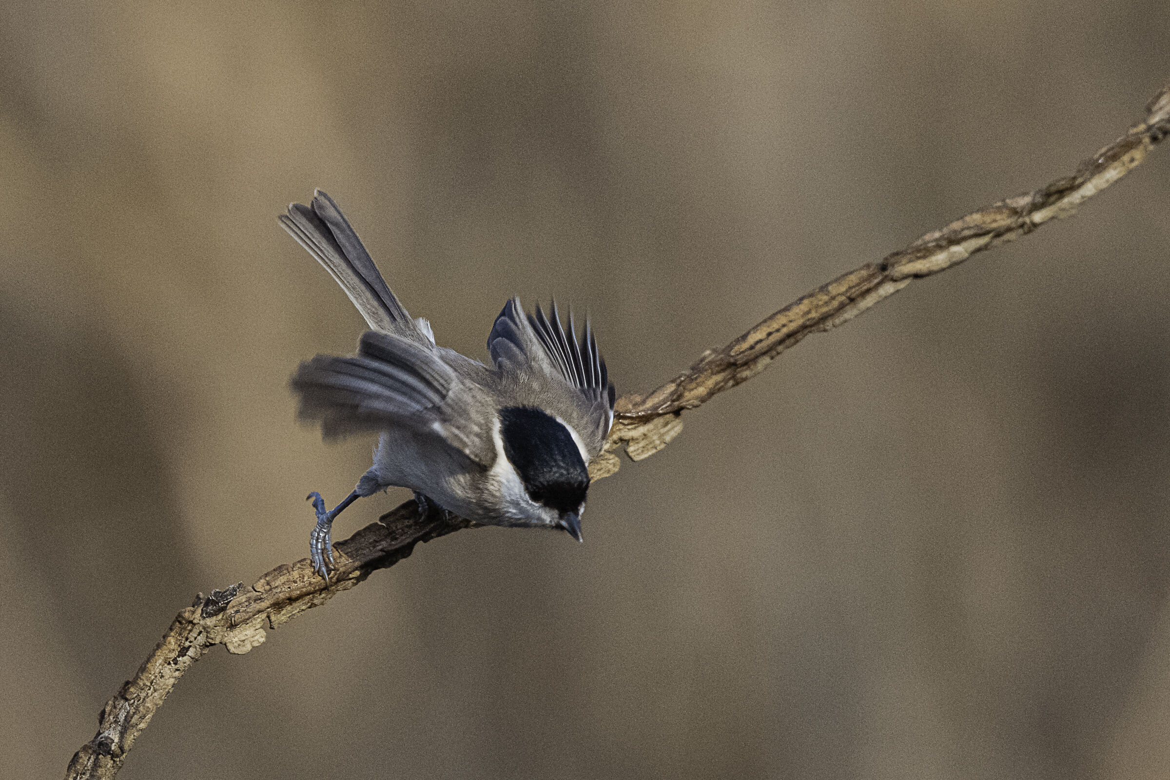 Cncia bigy (Poecile palustris)... flight