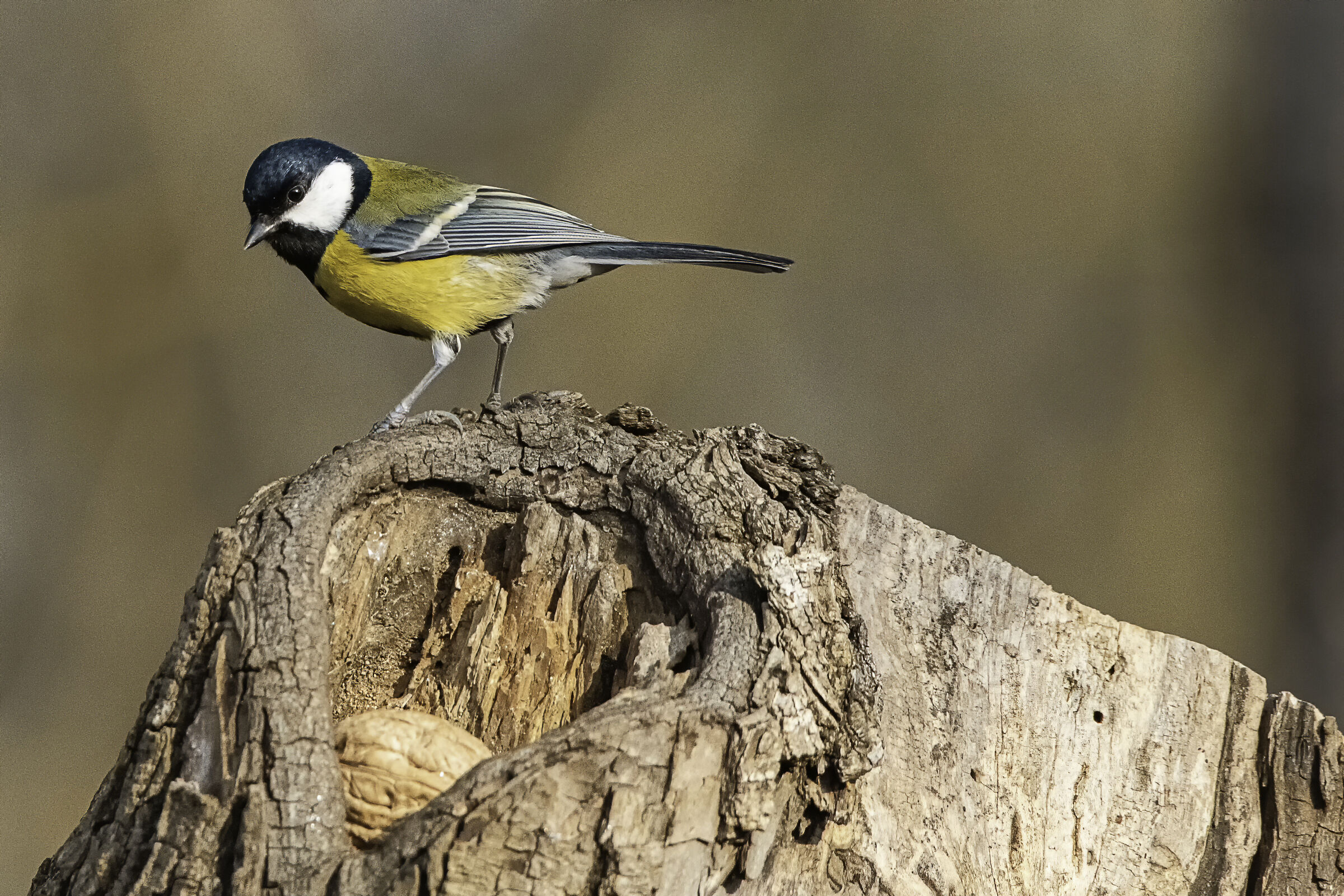 Cheery (Parus major)... profile