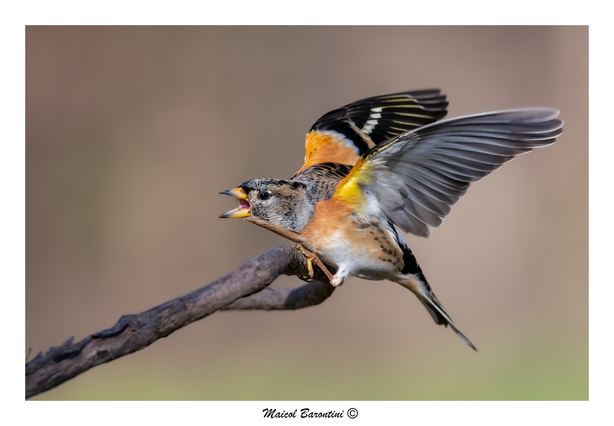 Mi hanno fatto incazzare la Peppola....