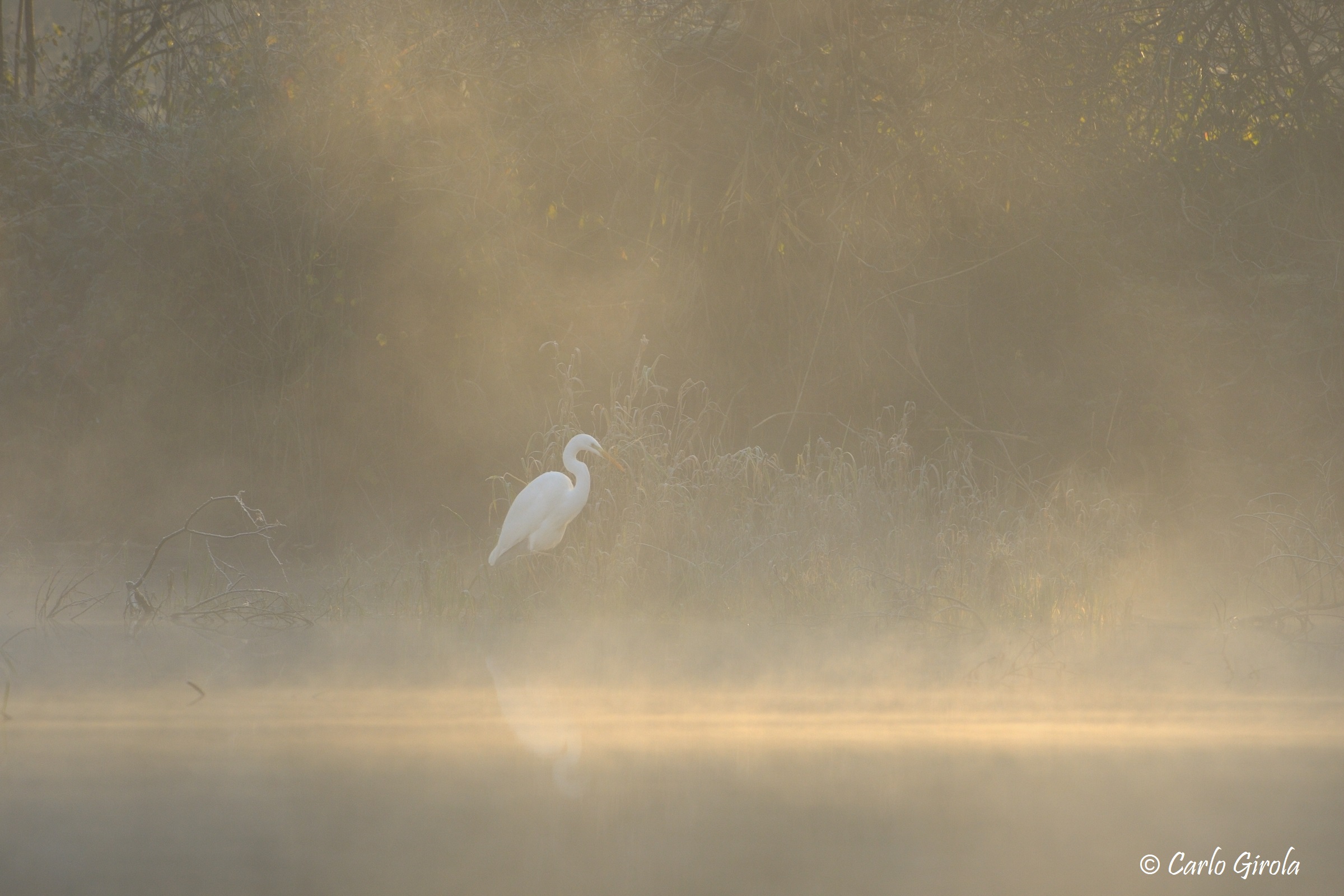 Airone bianco maggiore (Casmerodius albus)